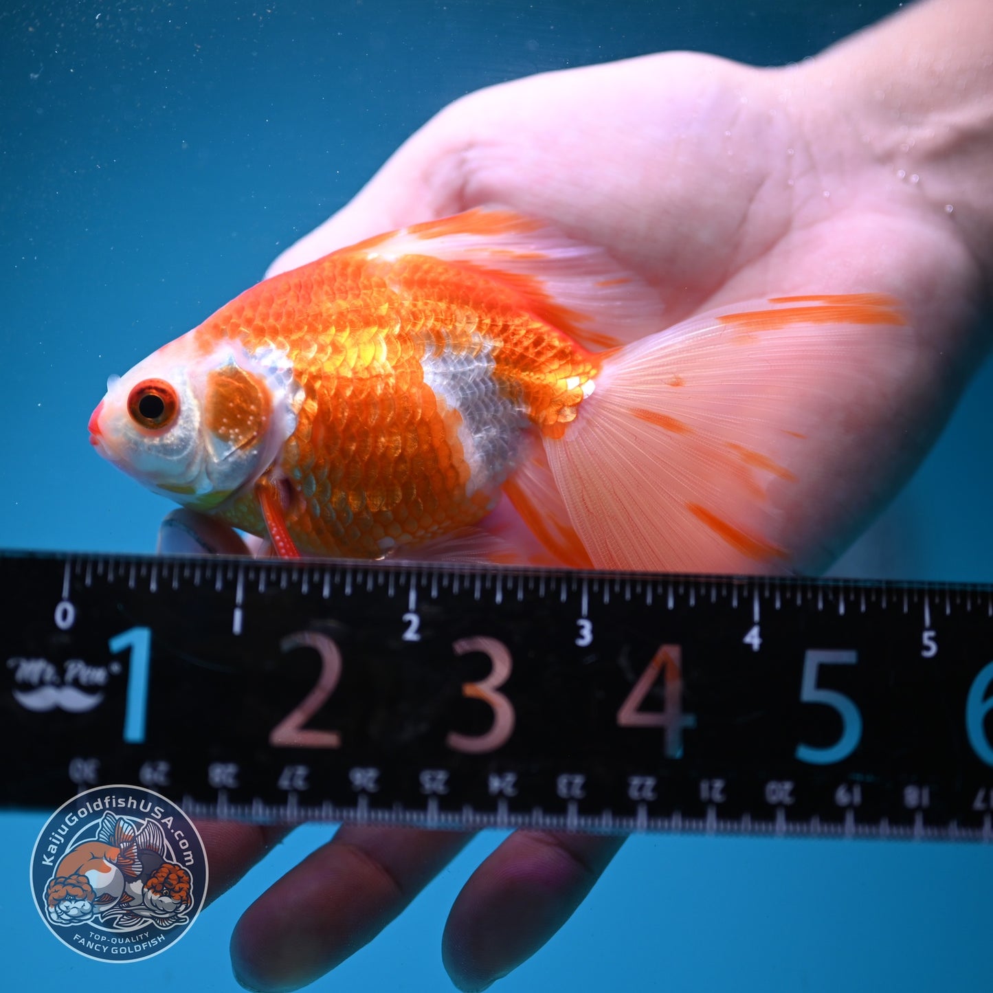Red White Butterfly Tail Ryukin inch Body (260904_RY04)