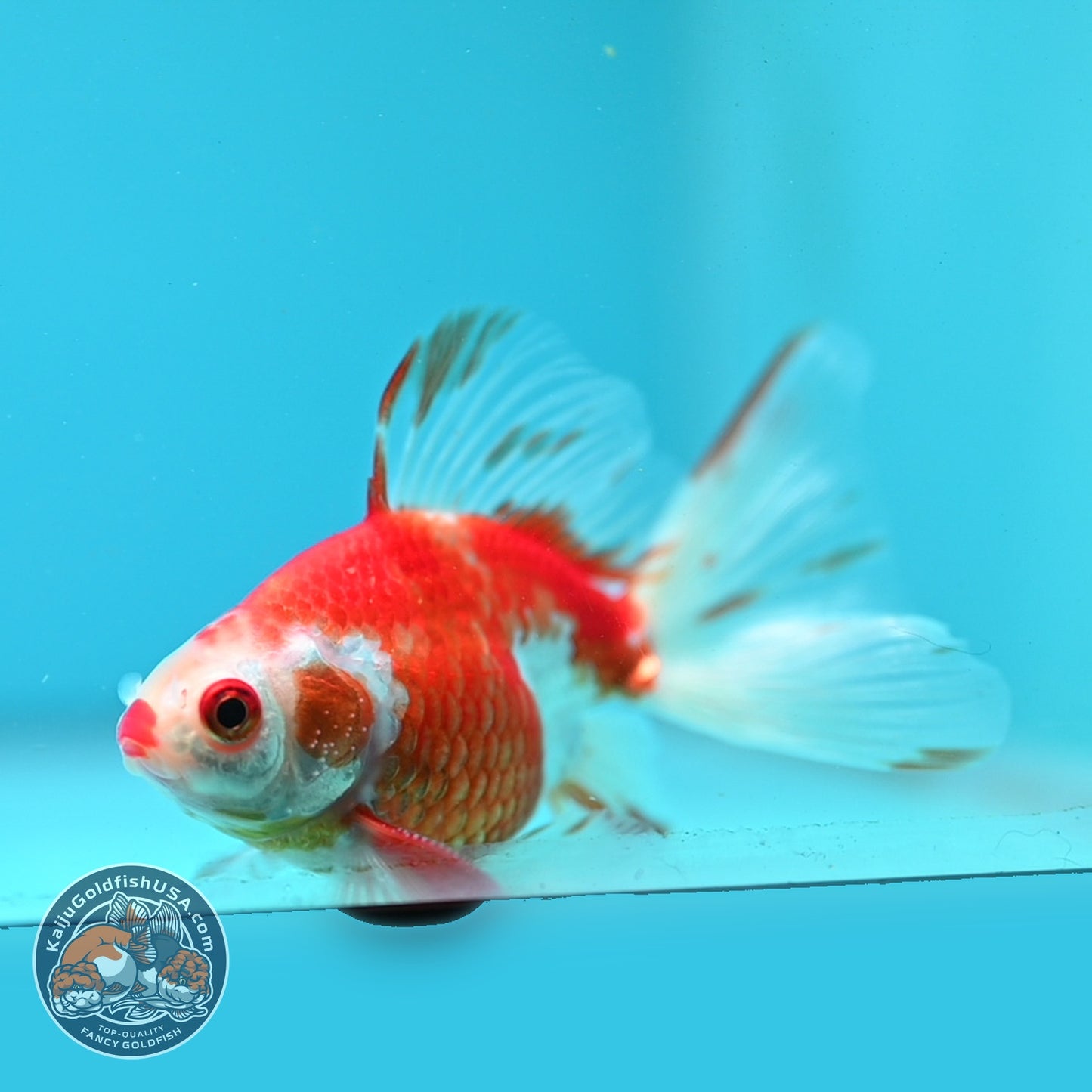 Red White Butterfly Tail Ryukin inch Body (260904_RY04)