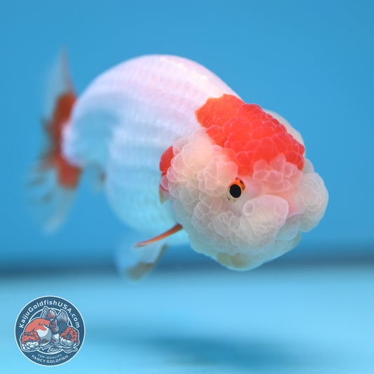 Red White Double-Chin Buffalo Ranchu 4 inch Body (251205_RC03)
