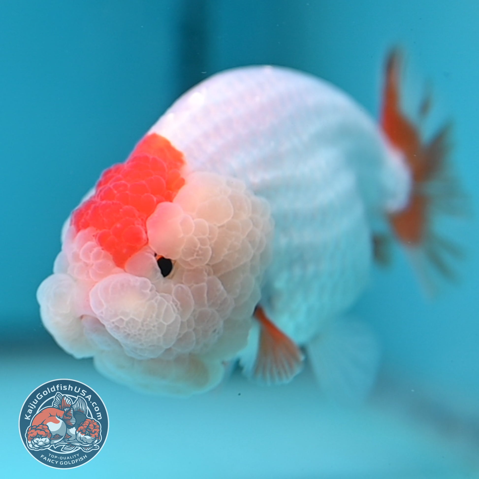 Red White Double-Chin Buffalo Ranchu 4 inch Body (251205_RC03)