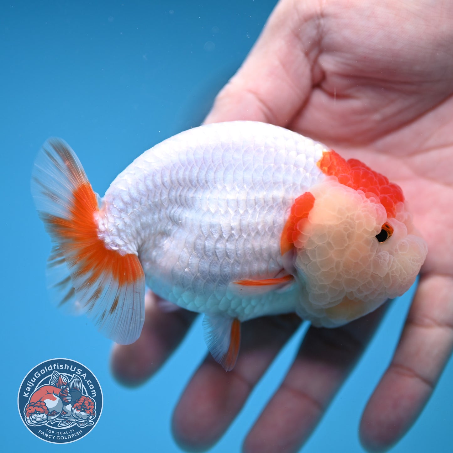 Red White Double-Chin Buffalo Ranchu 4 inch Body (251205_RC03)