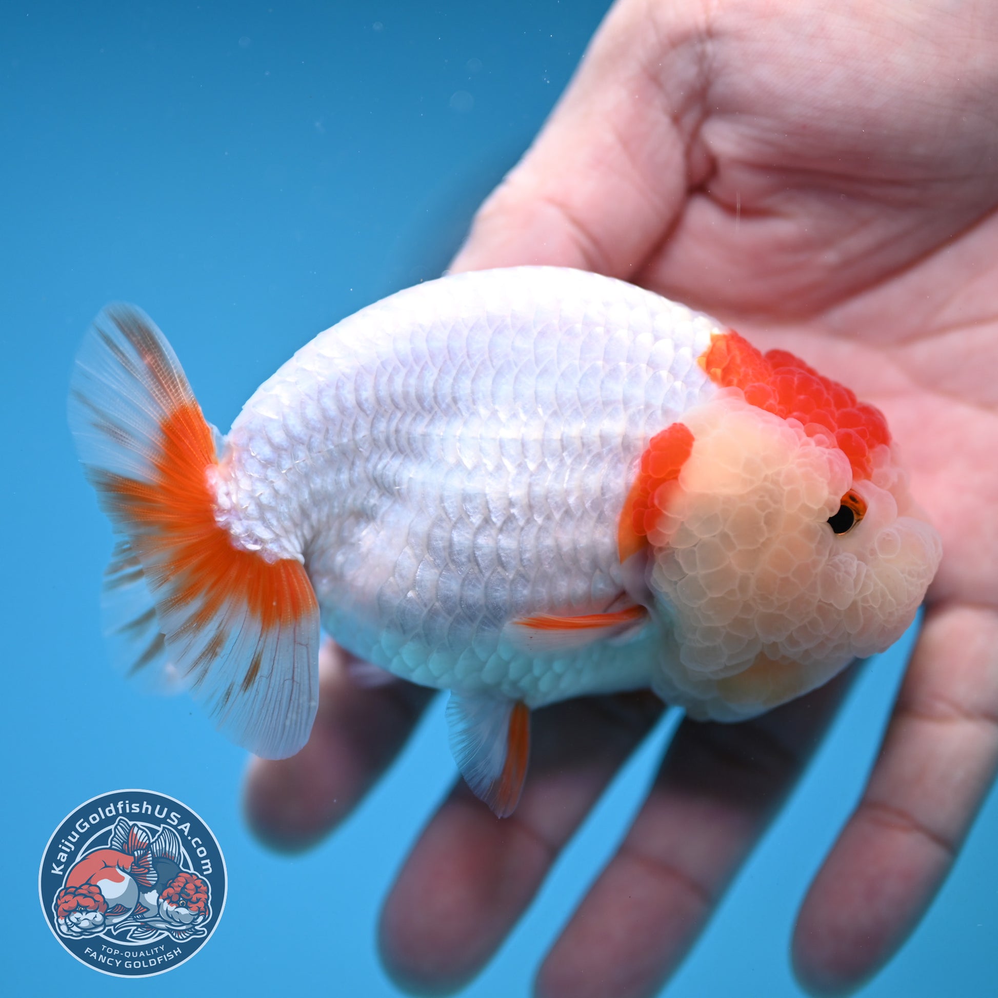 Red White Double-Chin Buffalo Ranchu 4 inch Body (251205_RC03)