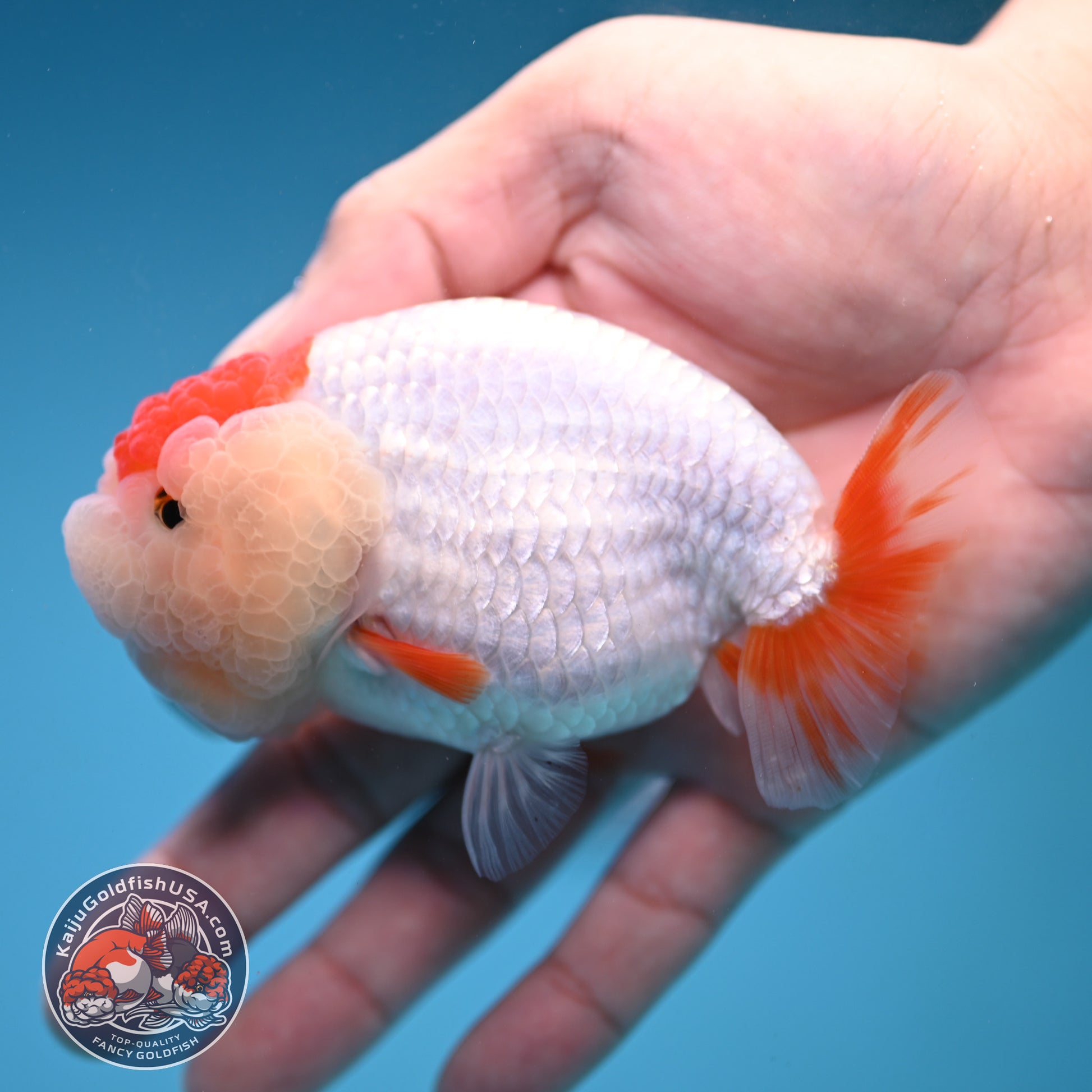 Red White Double-Chin Buffalo Ranchu 4 inch Body (251205_RC03)
