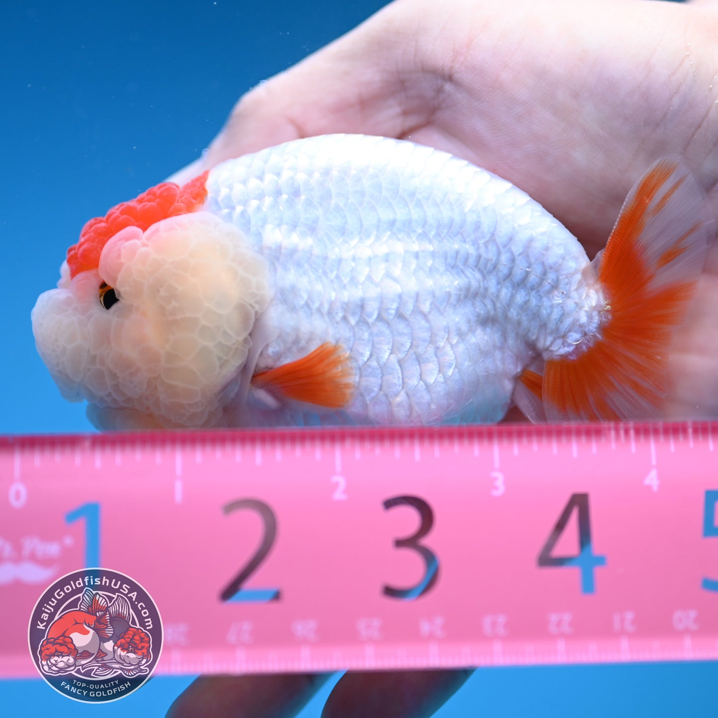 Red White Double-Chin Buffalo Ranchu 4 inch Body (251205_RC03)