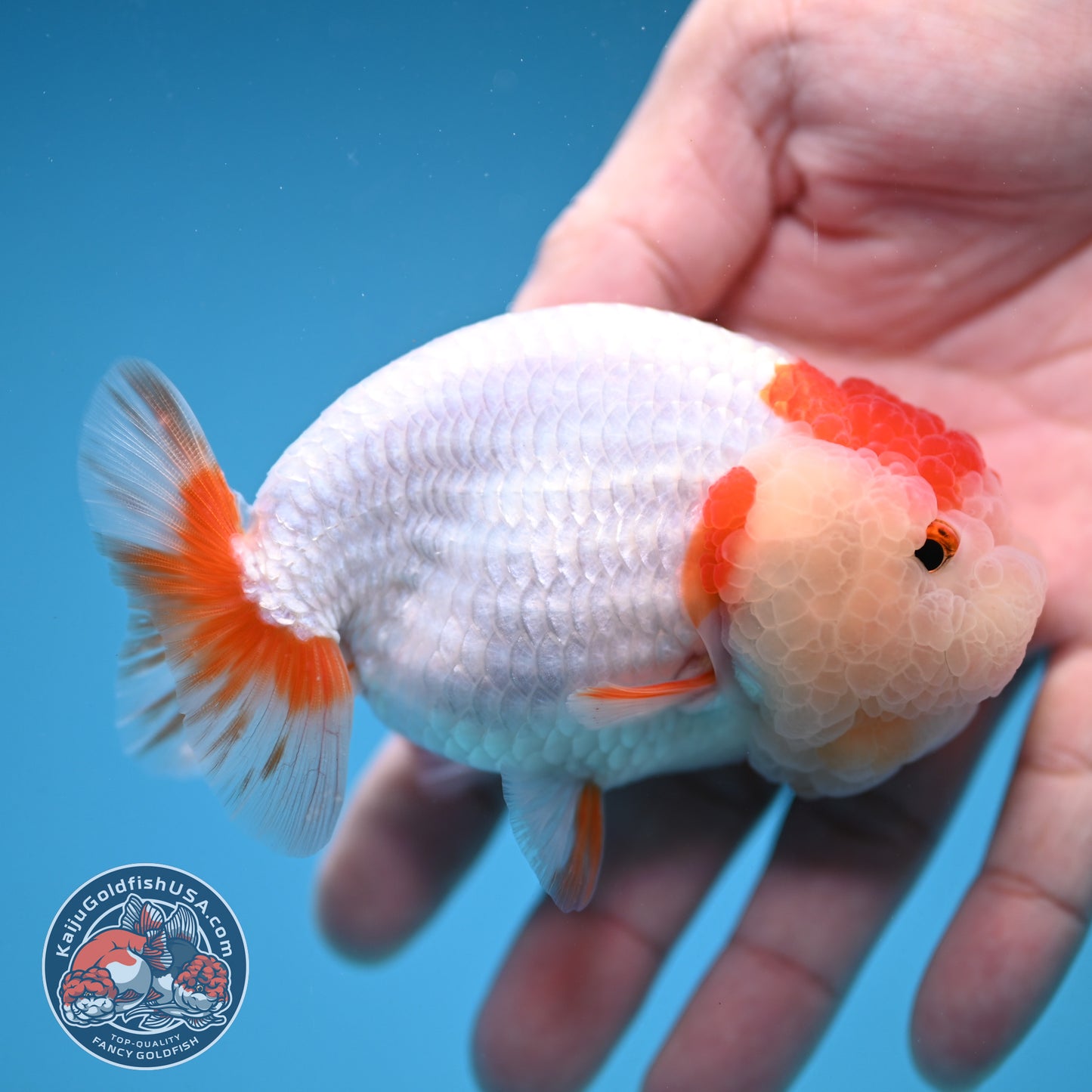 Red White Double-Chin Buffalo Ranchu 4 inch Body (251205_RC03)