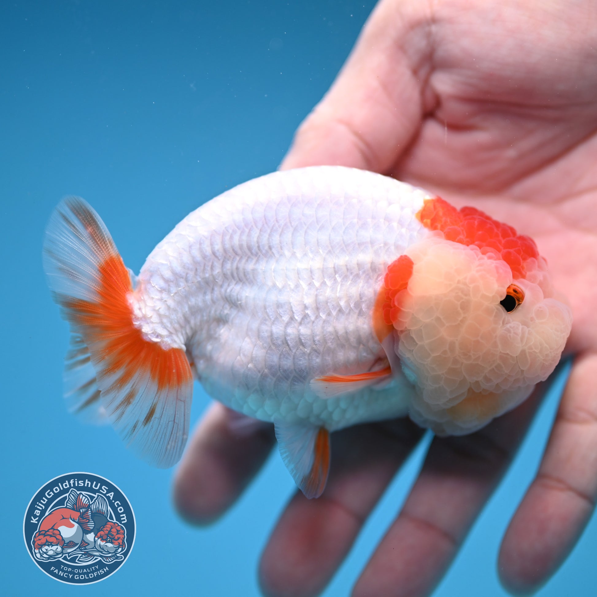 Red White Double-Chin Buffalo Ranchu 4 inch Body (251205_RC03)