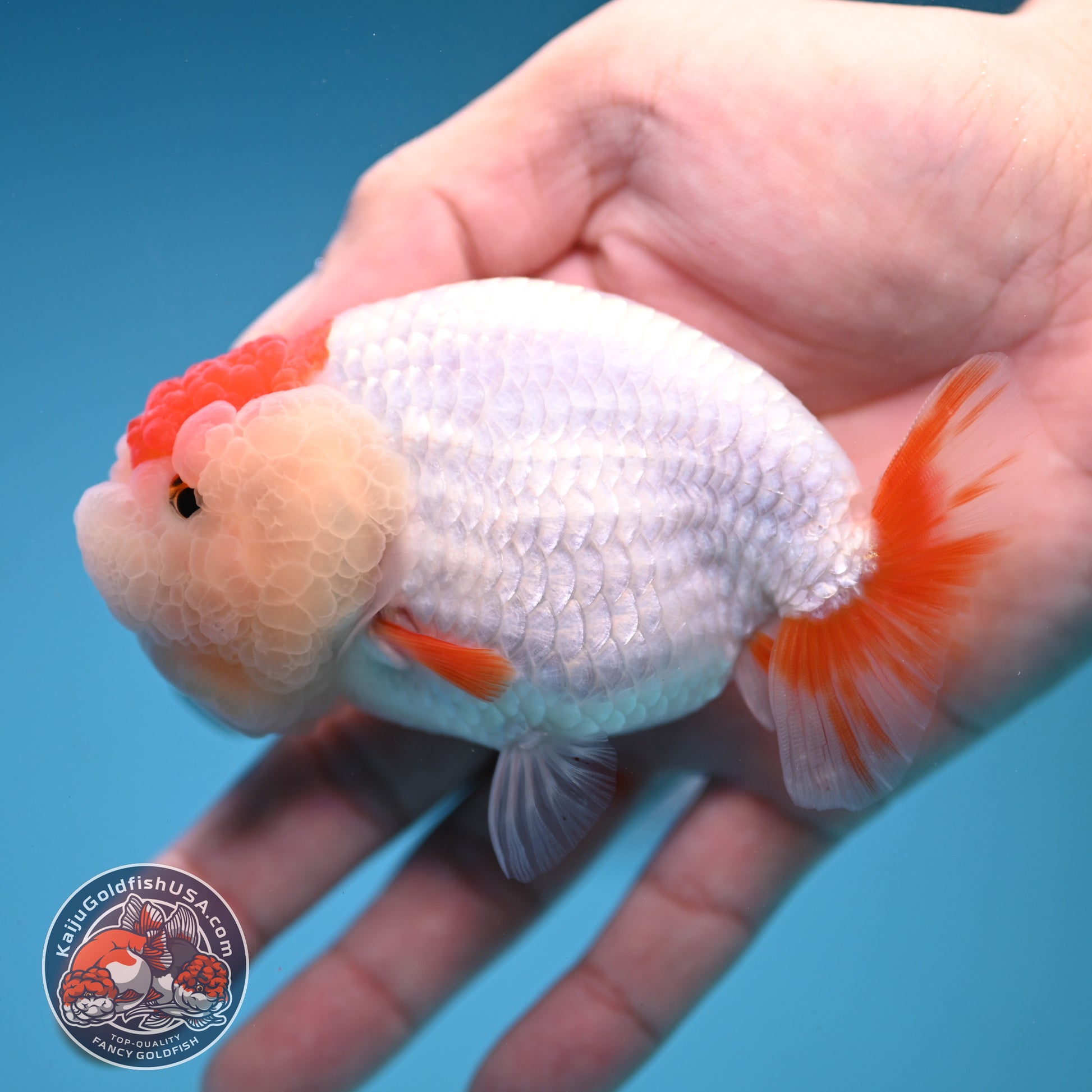 Red White Double-Chin Buffalo Ranchu 4 inch Body (251205_RC03)