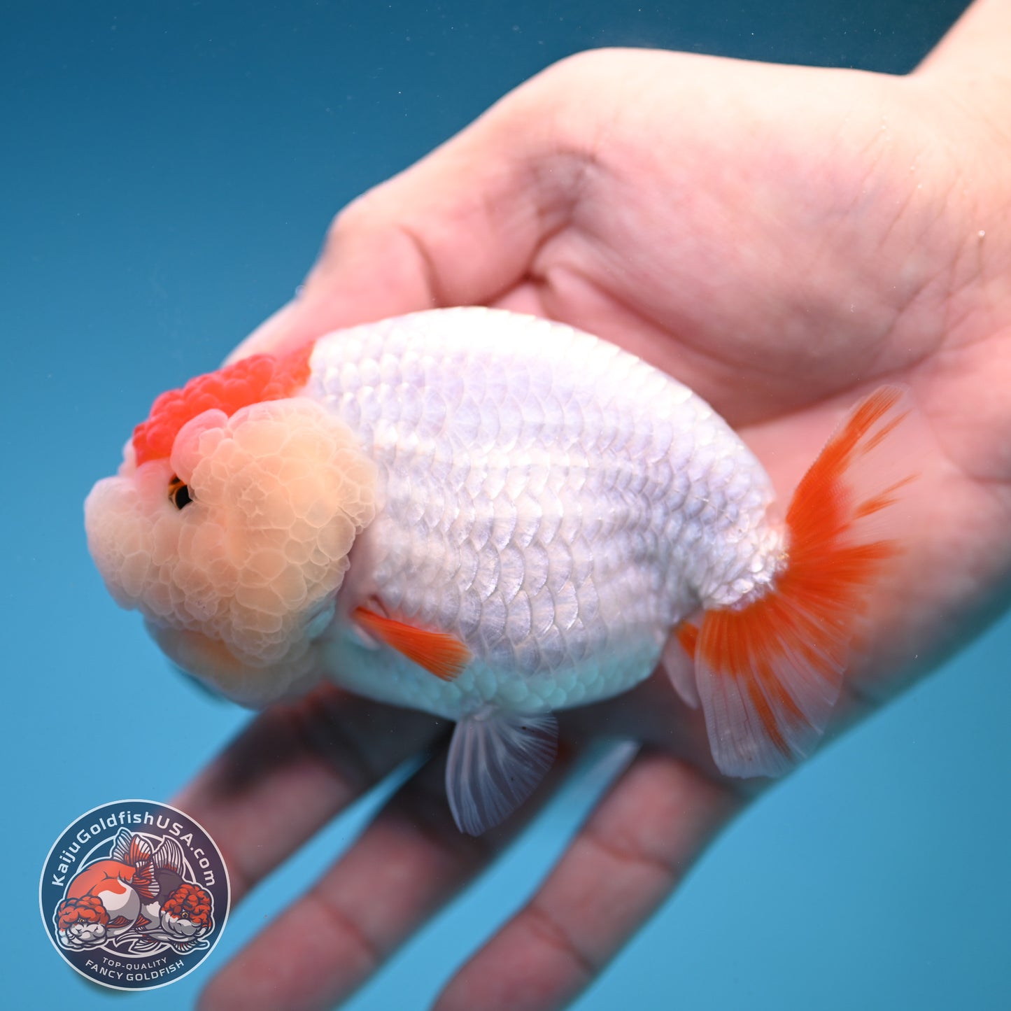 Red White Double-Chin Buffalo Ranchu 4 inch Body (251205_RC03)