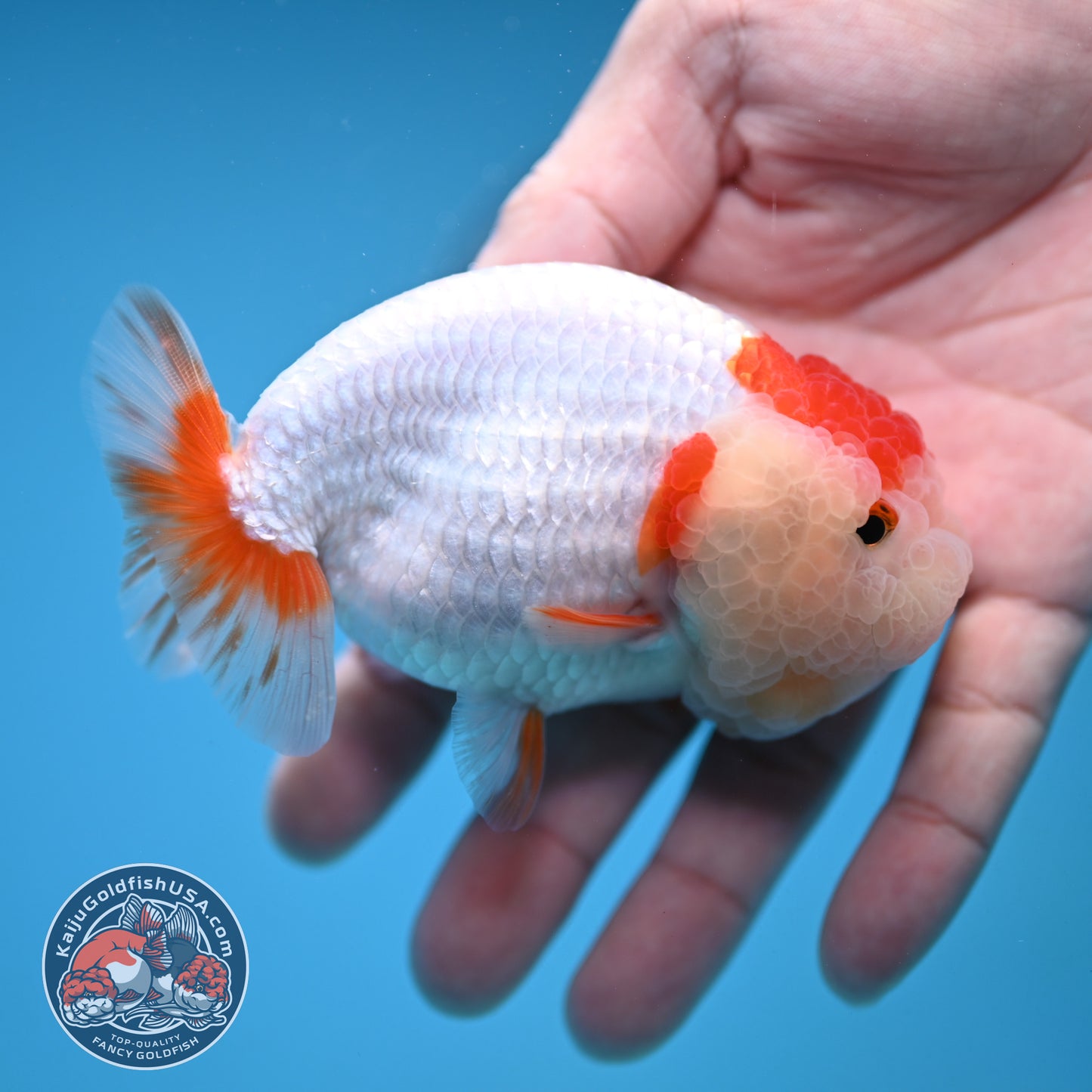 Red White Double-Chin Buffalo Ranchu 4 inch Body (251205_RC03)