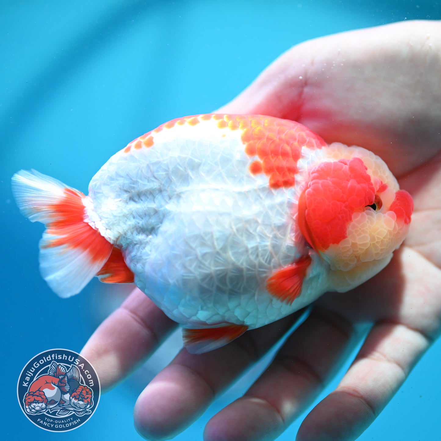 Red White Jade Head Ranchu 4 inch Body (260515_RC03)