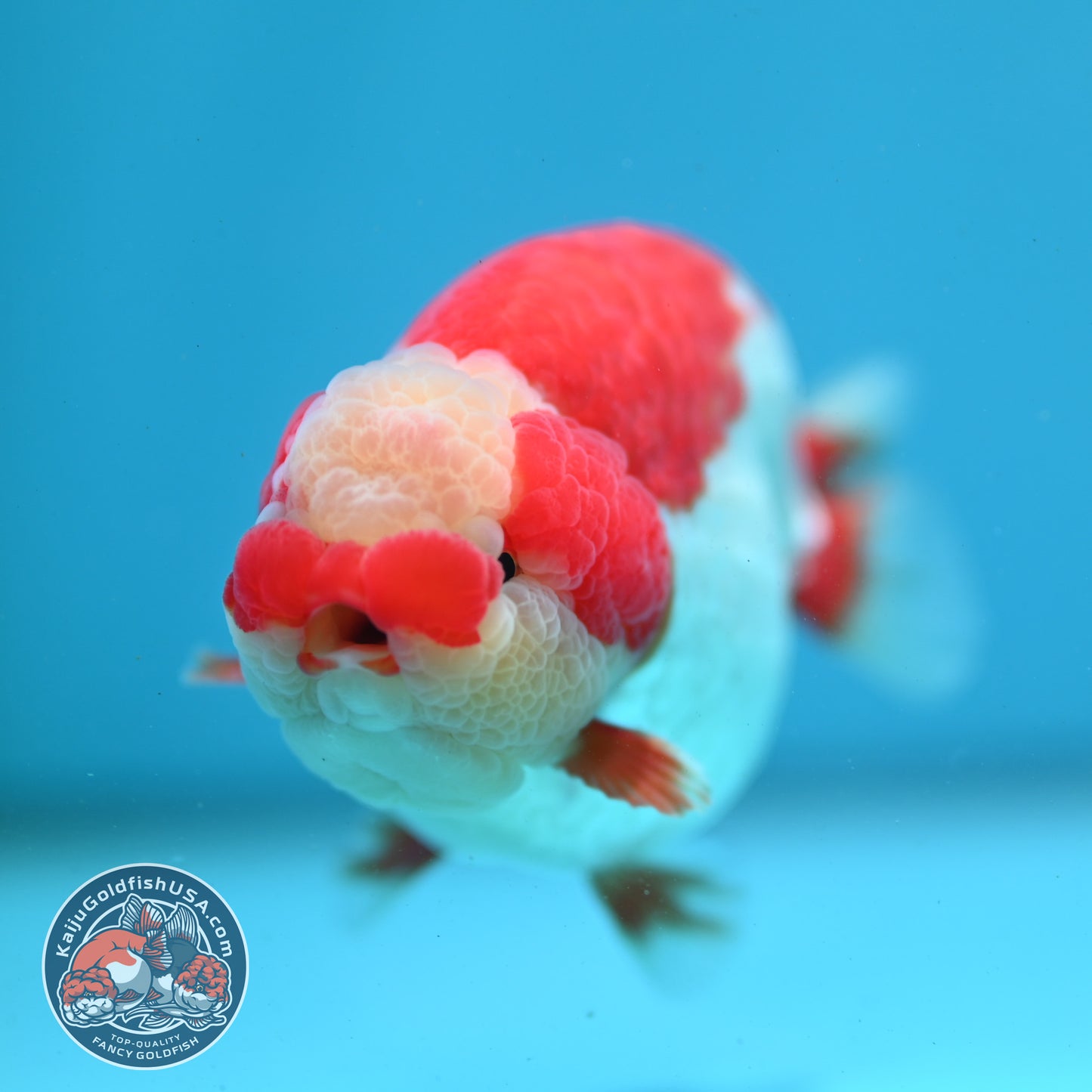 Red White Jade Head Ranchu 4 inch Body (260515_RC03)