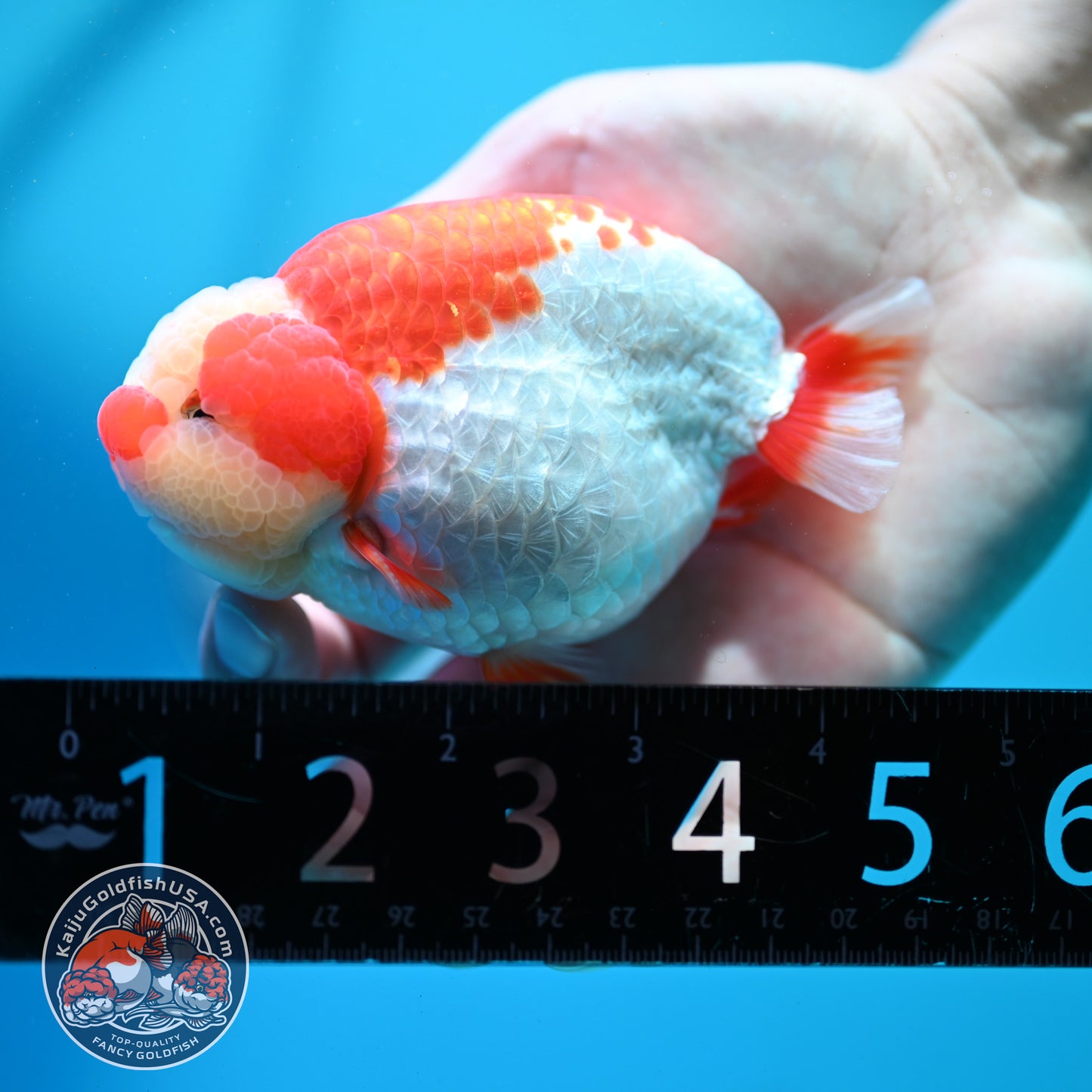 Red White Jade Head Ranchu 4 inch Body (260515_RC03)