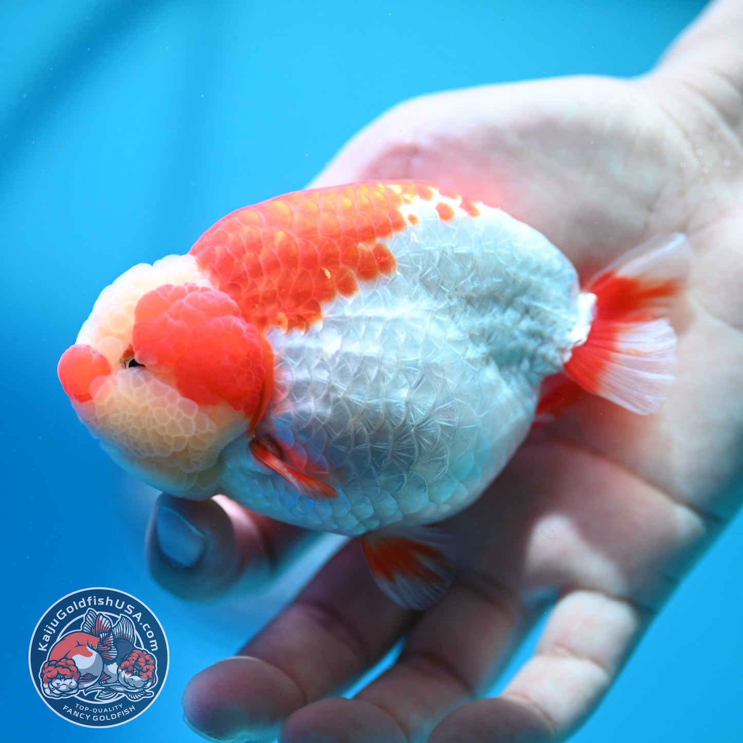 Red White Jade Head Ranchu 4 inch Body (260515_RC03)