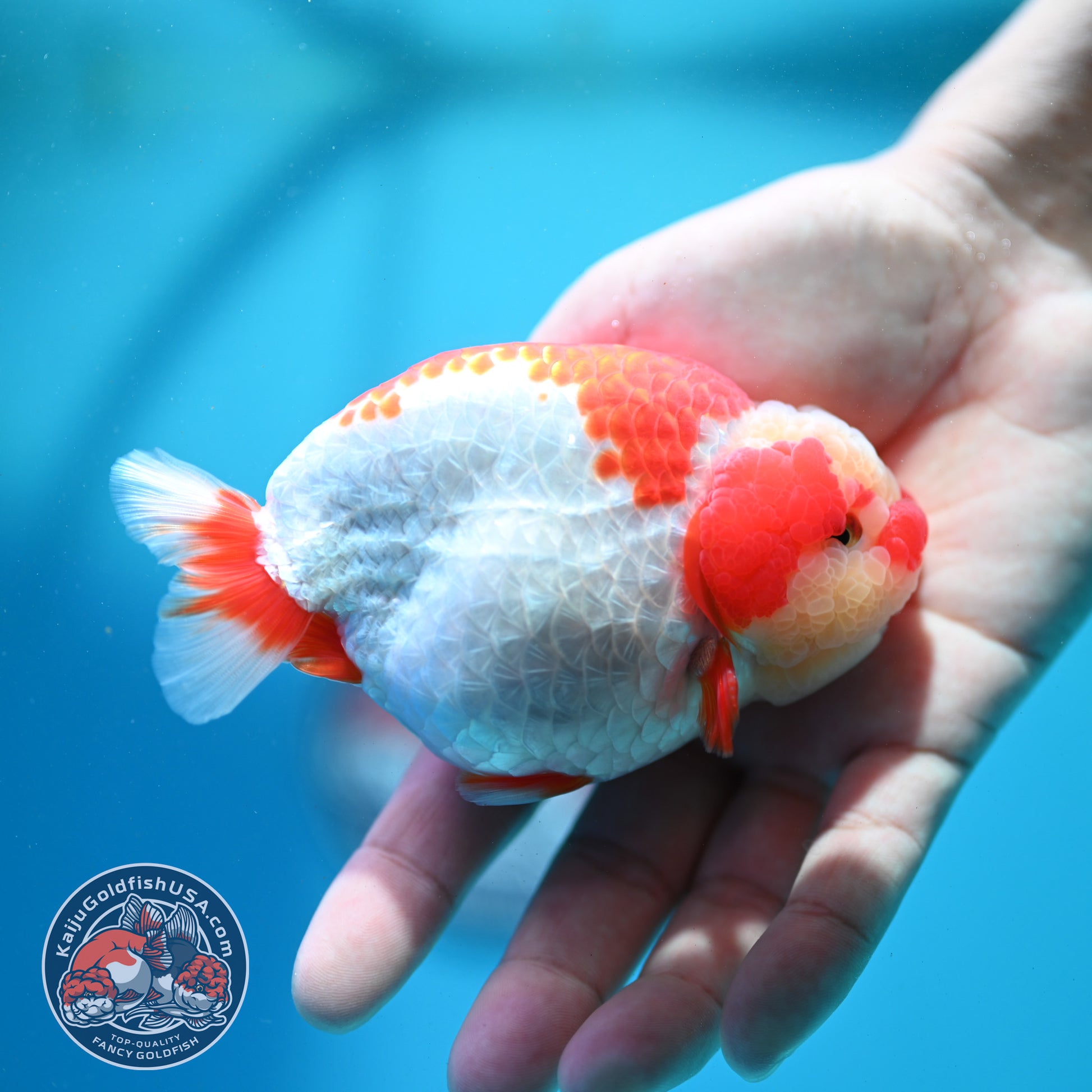 Red White Jade Head Ranchu 4 inch Body (260515_RC03)