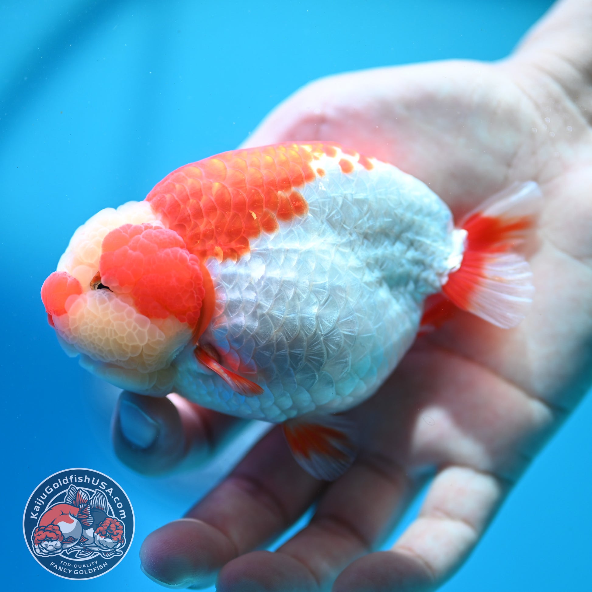 Red White Jade Head Ranchu 4 inch Body (260515_RC03)