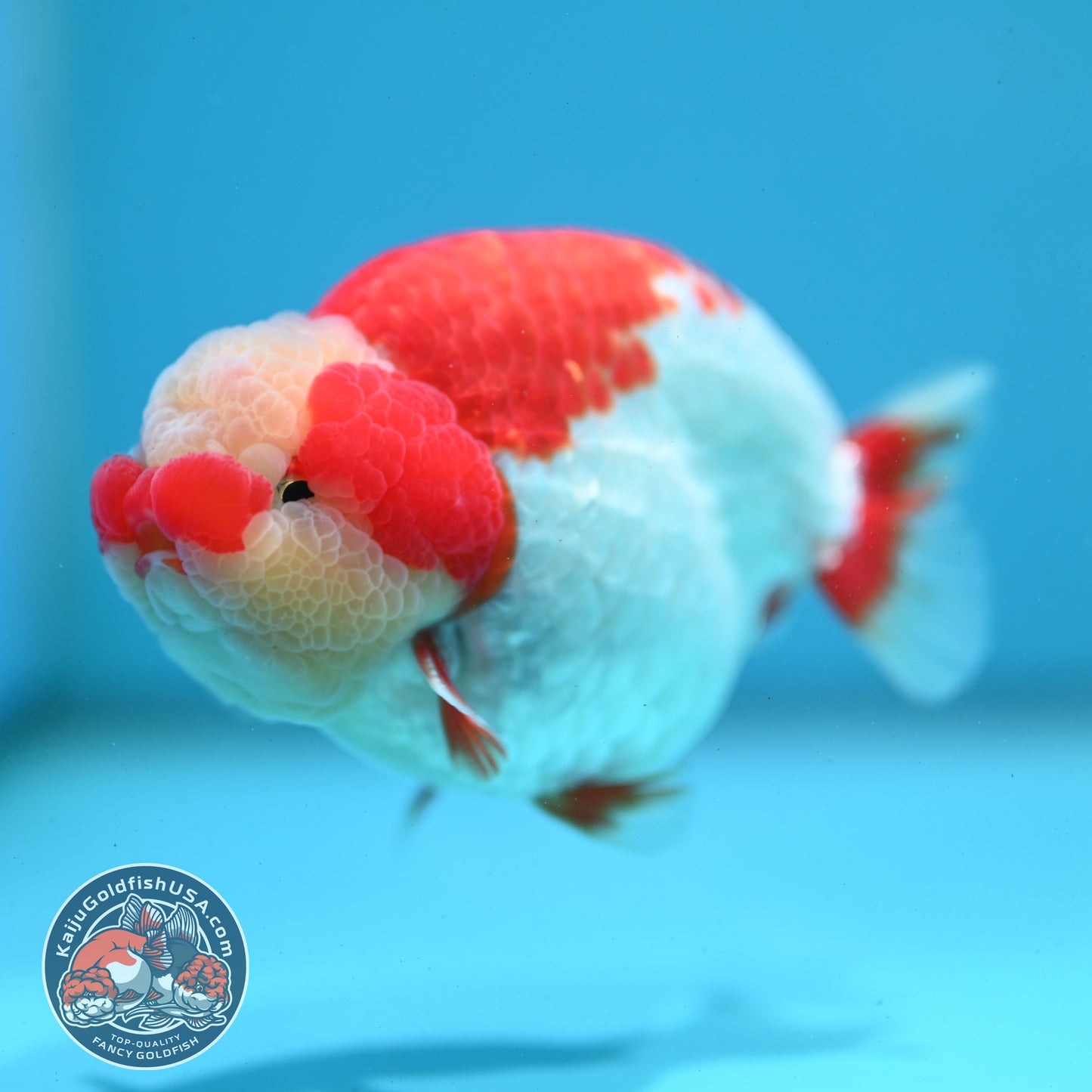 Red White Jade Head Ranchu 4 inch Body (260515_RC03)
