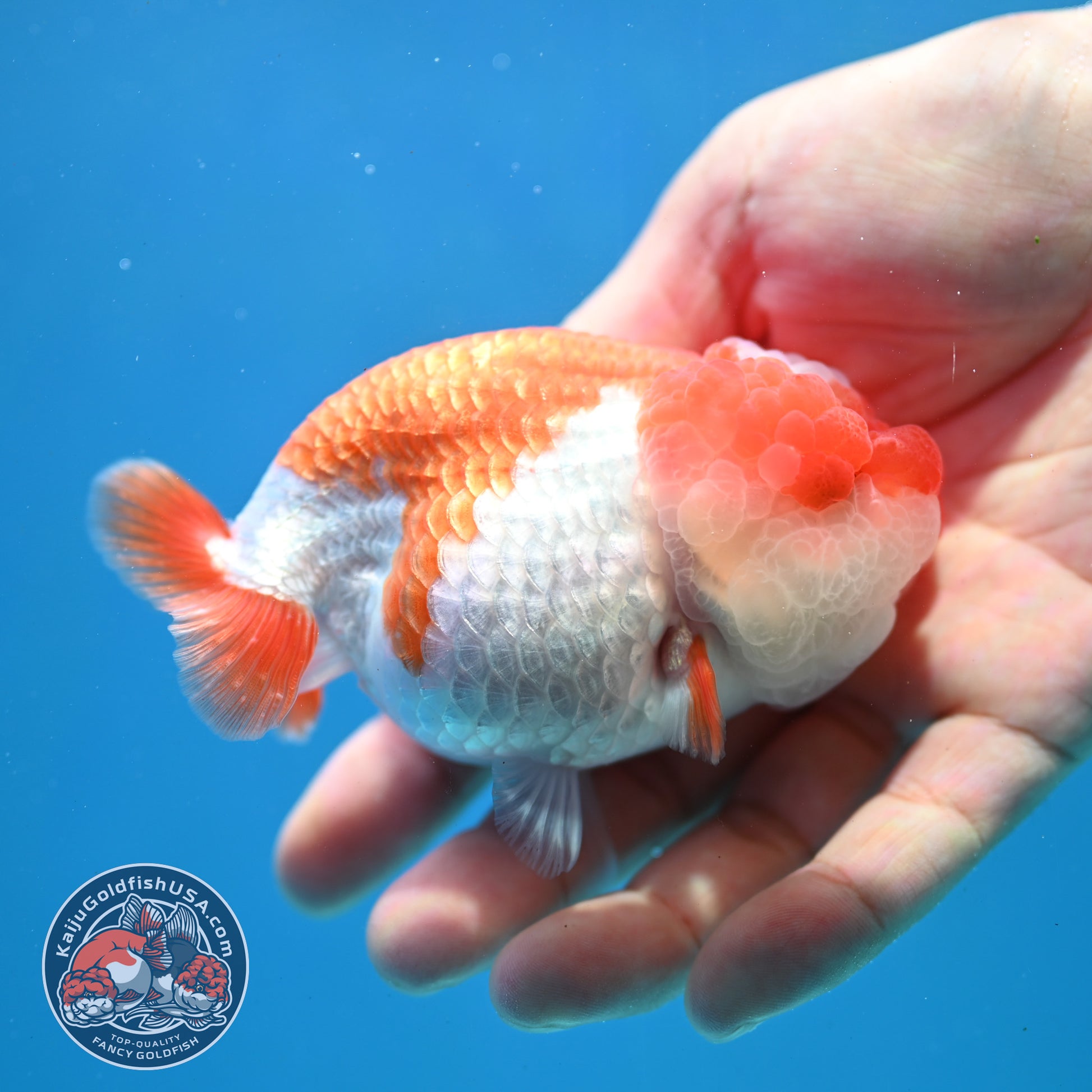 Red White Jade Seal Lionchu/Ranchu 3.8 inch Body (260320_RC01)