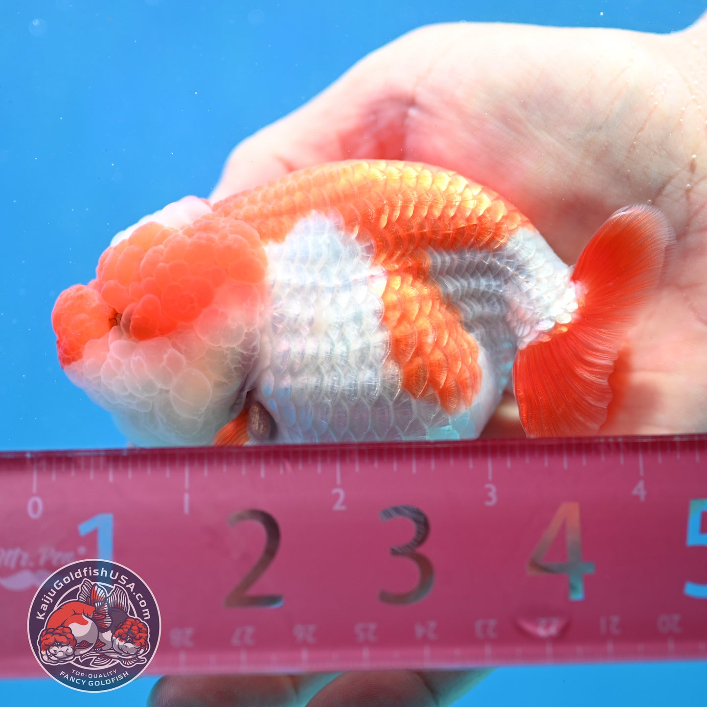 Red White Jade Seal Lionchu/Ranchu 3.8 inch Body (260320_RC01)