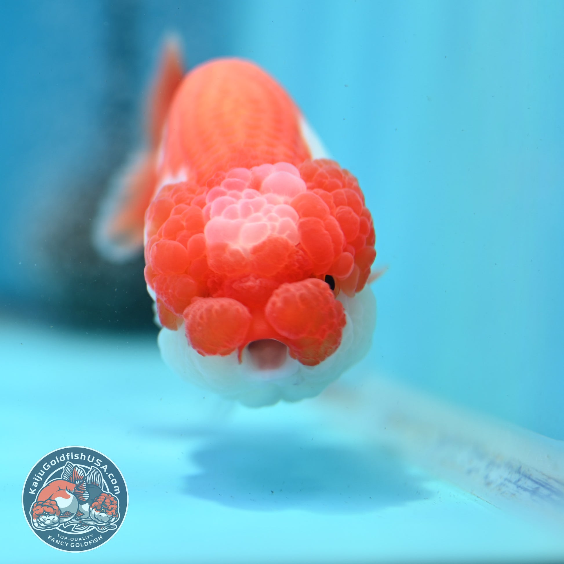 Red White Jade Seal Lionchu/Ranchu 3.8 inch Body (260320_RC01)