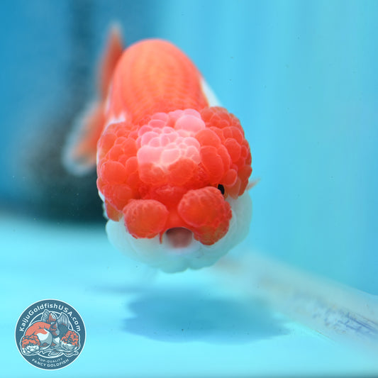 Red White Jade Seal Lionchu/Ranchu 3.8 inch Body (260320_RC01)