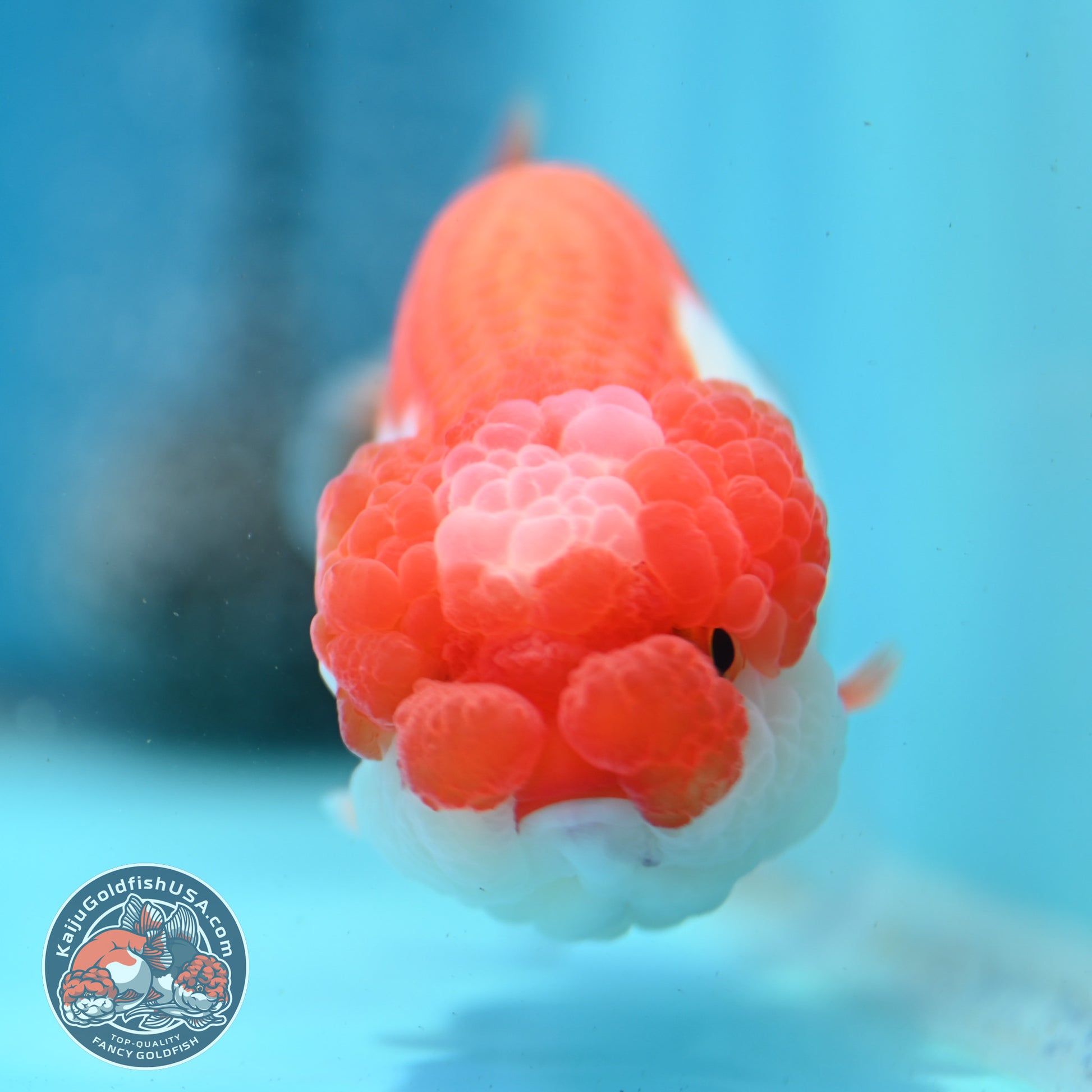 Red White Jade Seal Lionchu/Ranchu 3.8 inch Body (260320_RC01)
