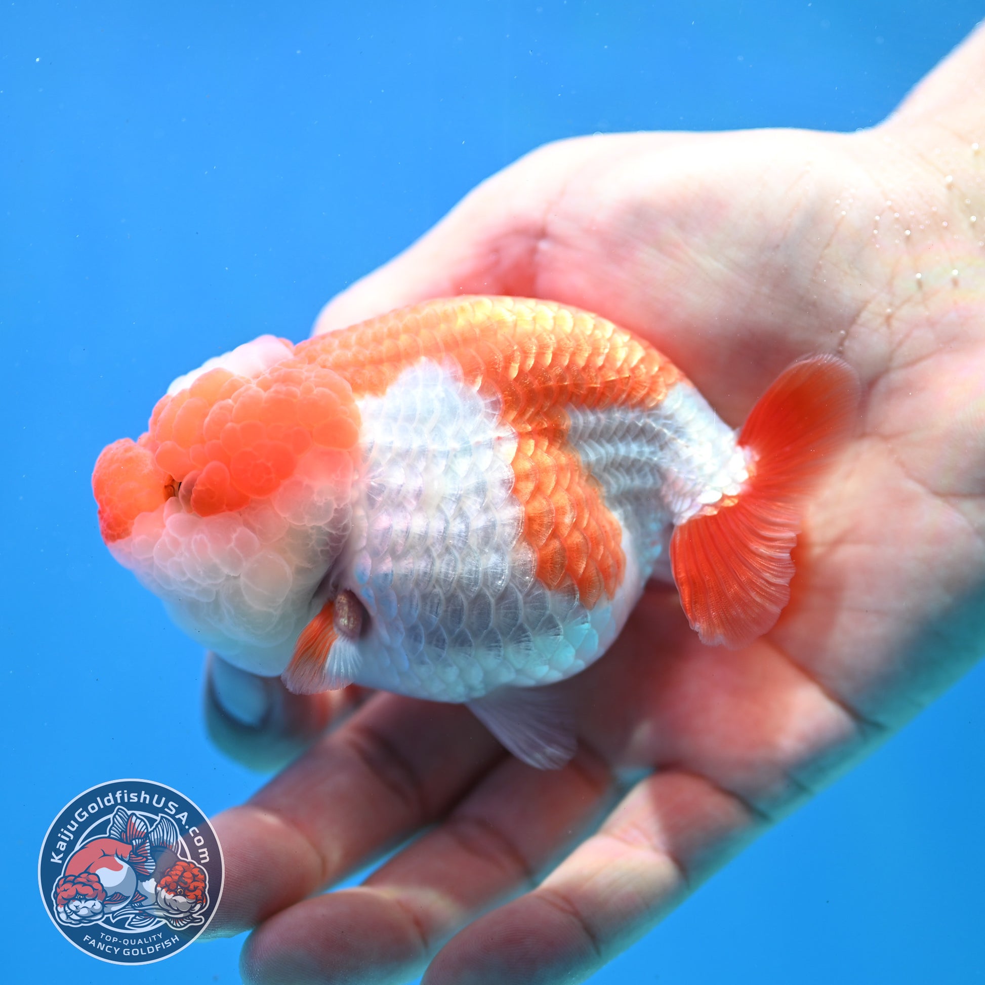 Red White Jade Seal Lionchu/Ranchu 3.8 inch Body (260320_RC01)