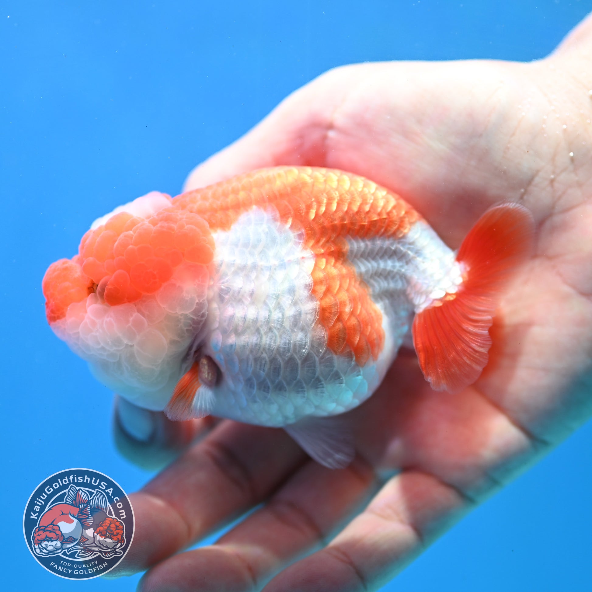 Red White Jade Seal Lionchu/Ranchu 3.8 inch Body (260320_RC01)