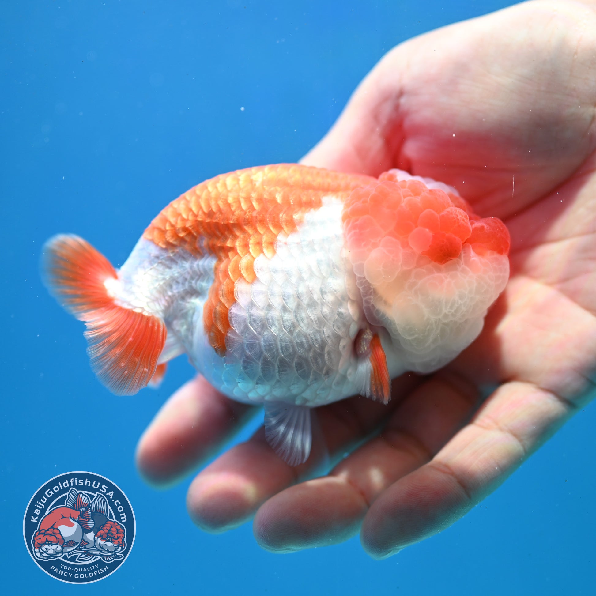 Red White Jade Seal Lionchu/Ranchu 3.8 inch Body (260320_RC01)