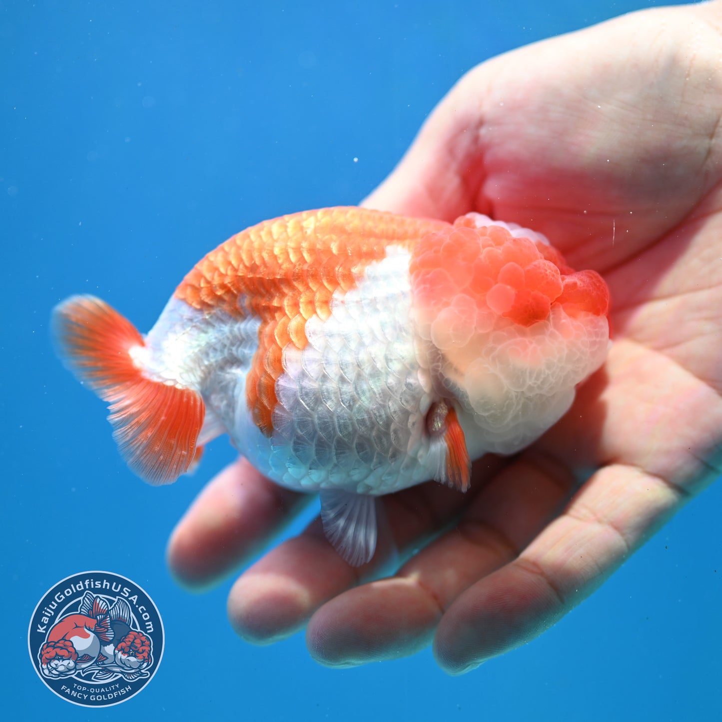 Red White Jade Seal Lionchu/Ranchu 3.8 inch Body (260320_RC01)
