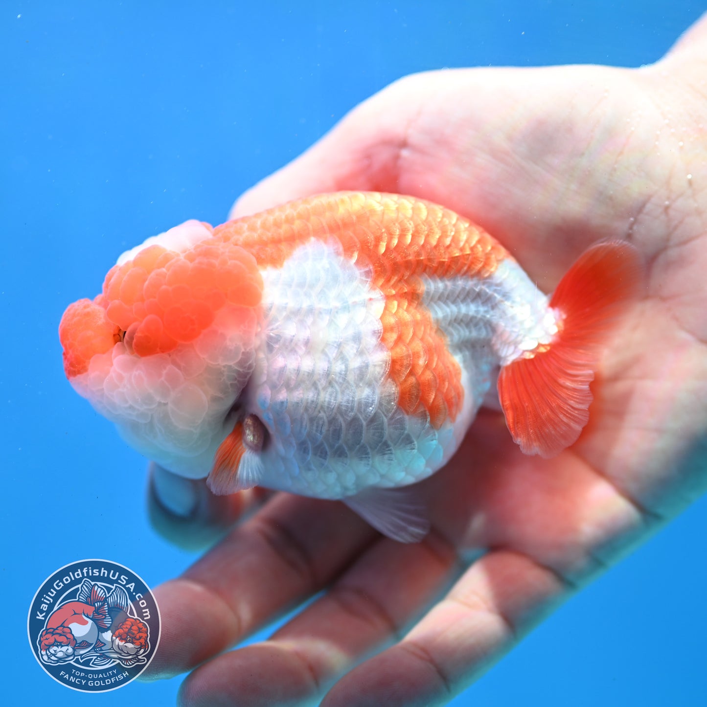 Red White Jade Seal Lionchu/Ranchu 3.8 inch Body (260320_RC01)