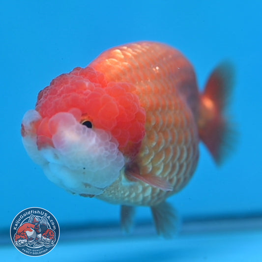 Red White Lionchu/Ranchu 3.5 inch Body (260220_RC06)