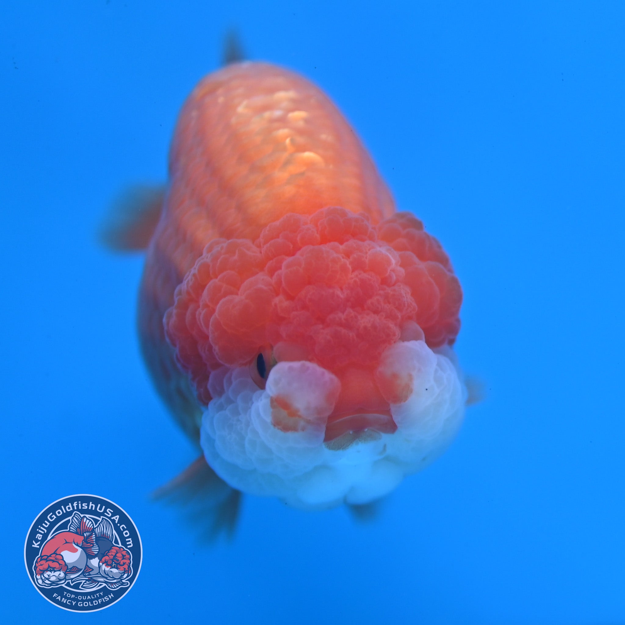 Red White Lionchu/Ranchu 3.5 inch Body (260220_RC06) – Kaiju Goldfish USA