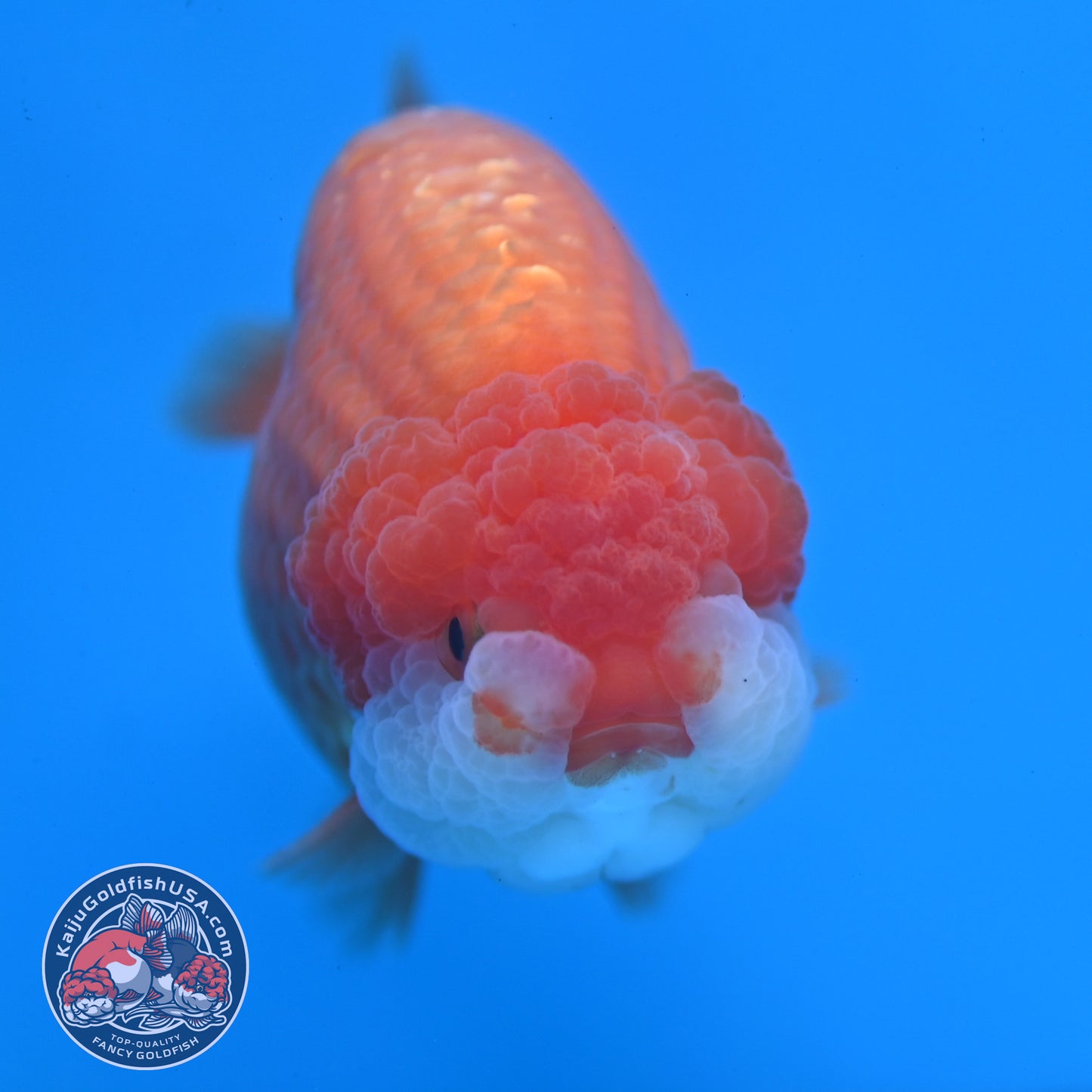 Red White Lionchu/Ranchu 3.5 inch Body (260220_RC06)