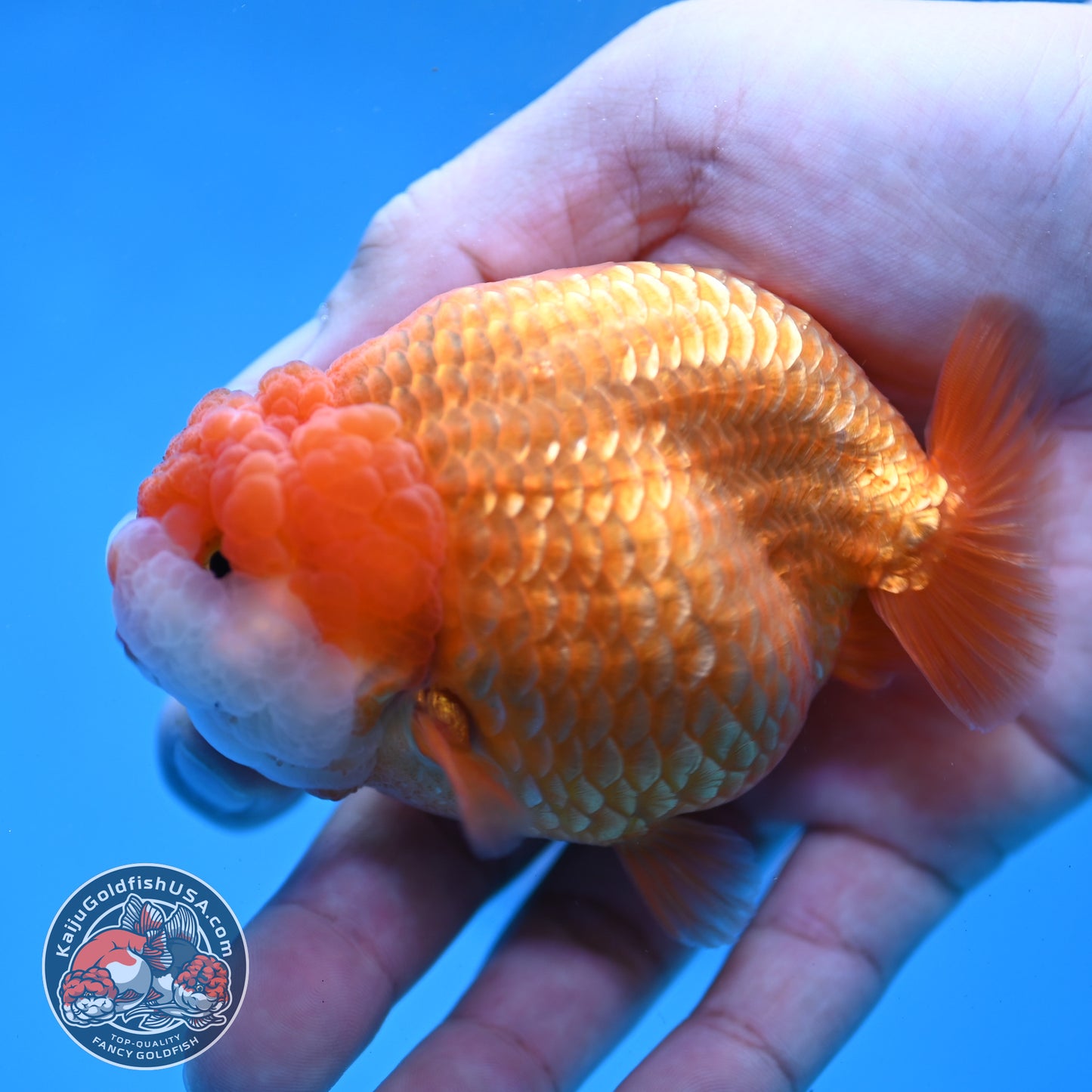 Red White Lionchu/Ranchu 3.5 inch Body (260220_RC06)