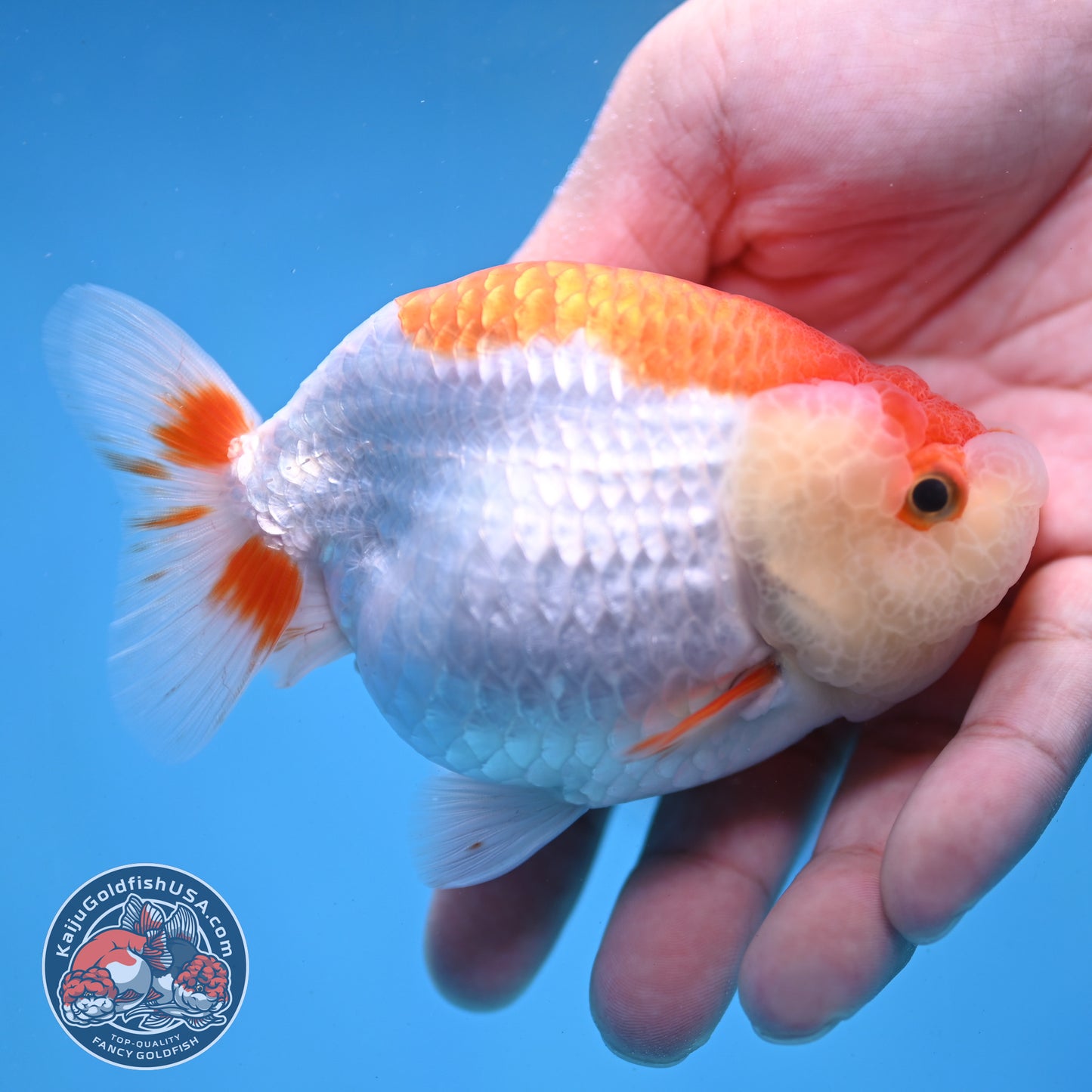 Red White Lionchu/Ranchu 3.8 inch Body (260220_RC02)