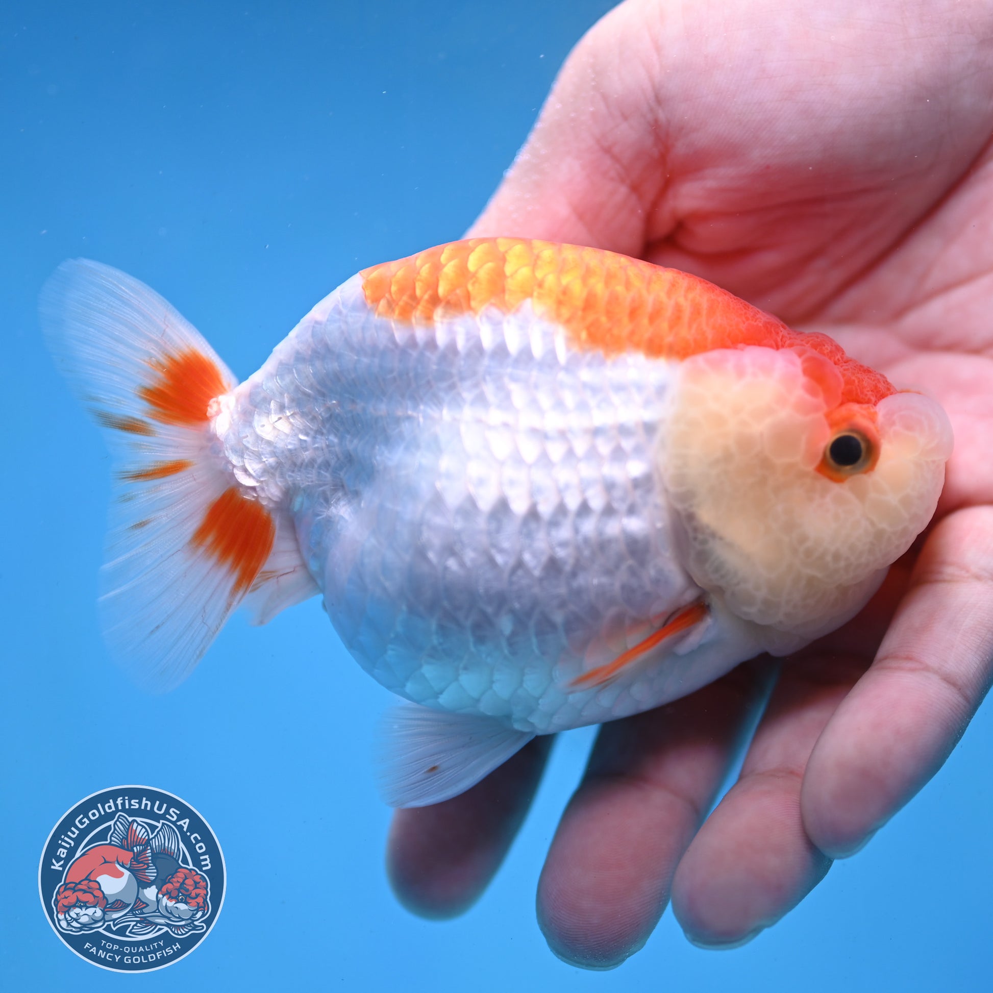 Red White Lionchu/Ranchu 3.8 inch Body (260220_RC02)
