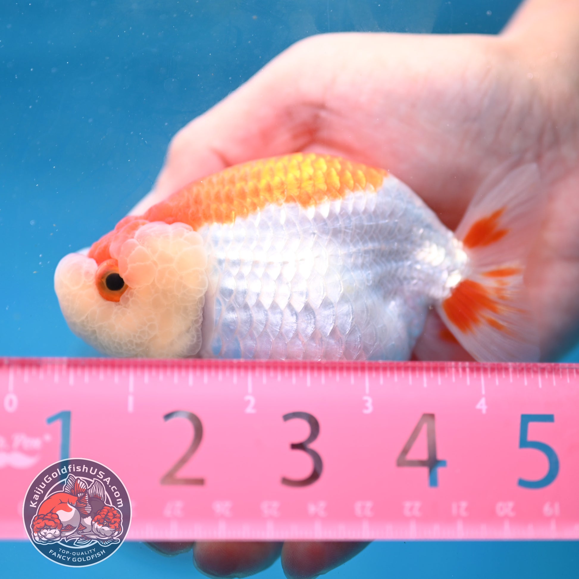 Red White Lionchu/Ranchu 3.8 inch Body (260220_RC02)