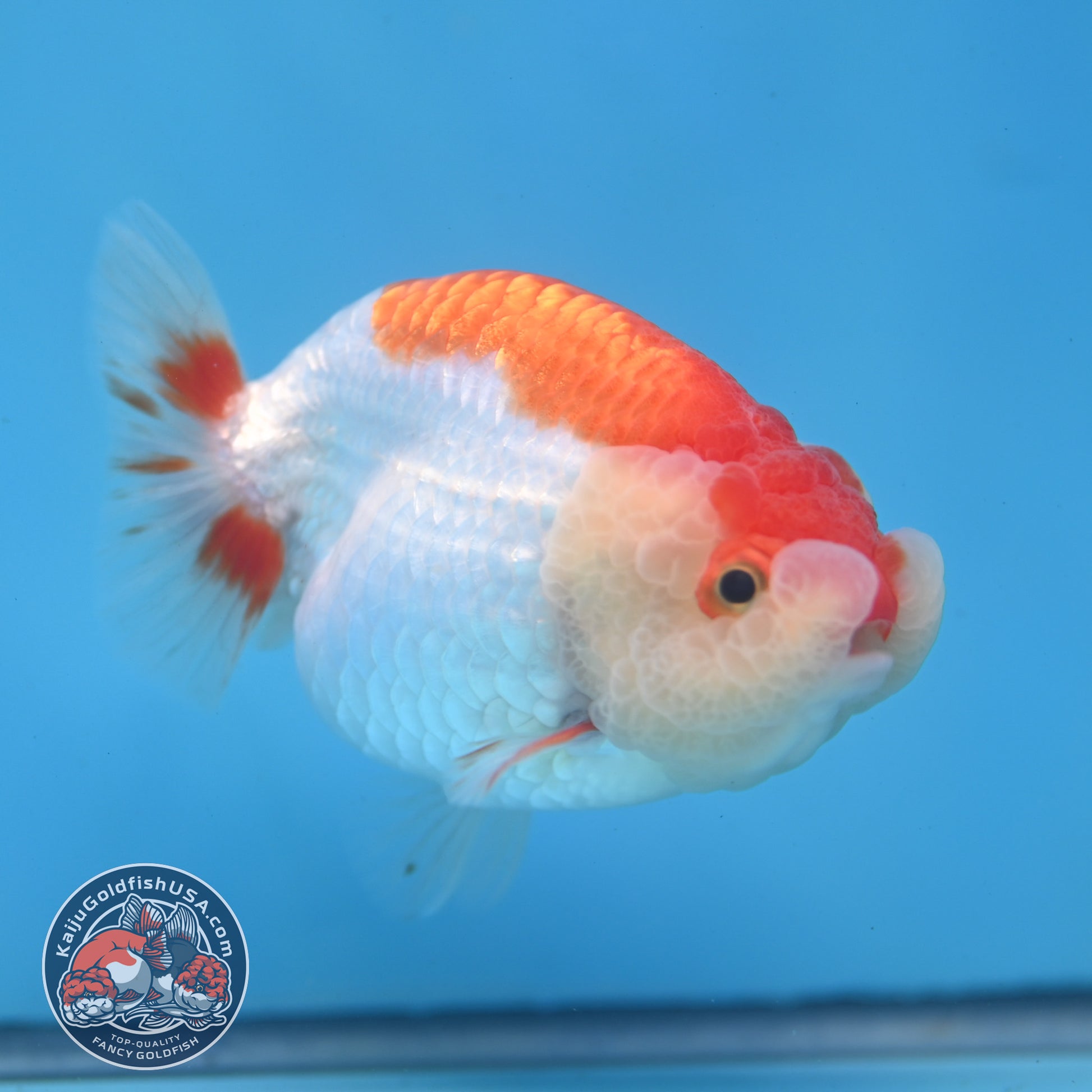 Red White Lionchu/Ranchu 3.8 inch Body (260220_RC02)
