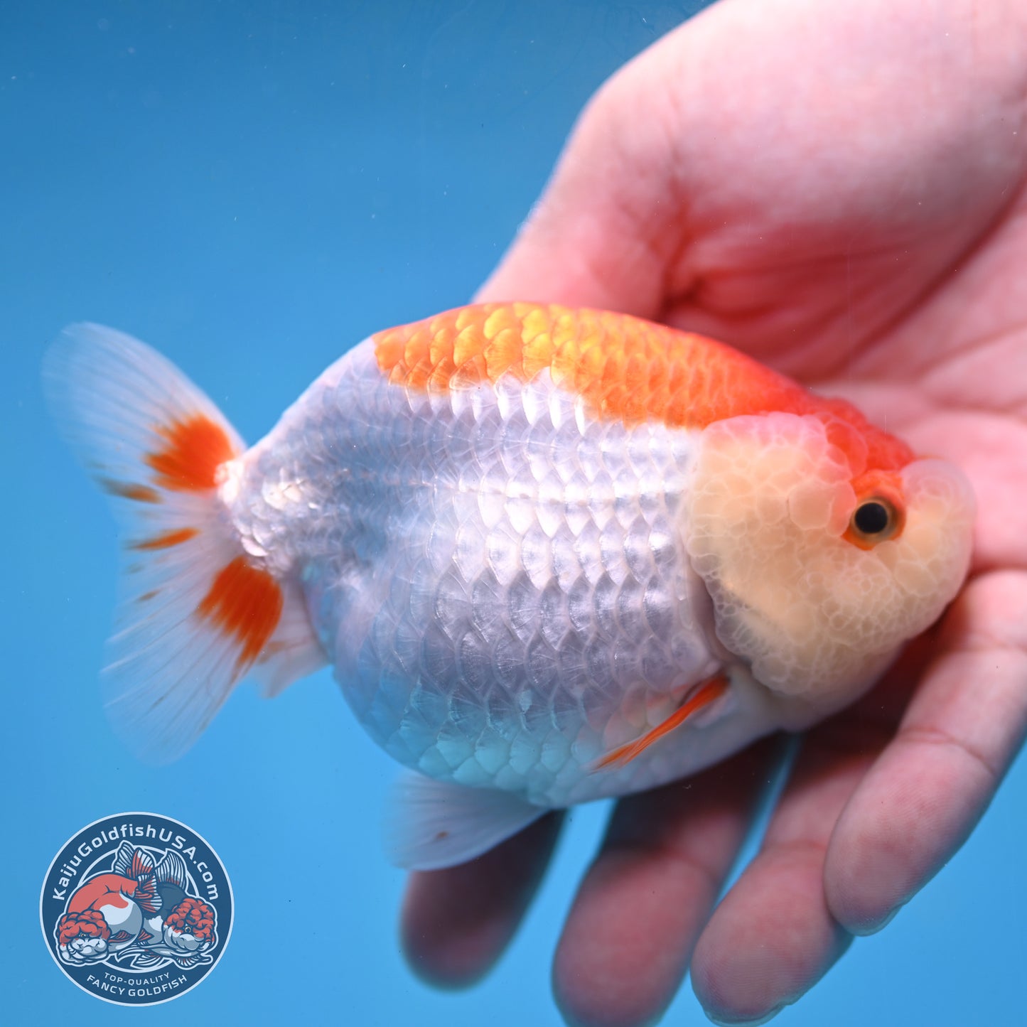 Red White Lionchu/Ranchu 3.8 inch Body (260220_RC02)