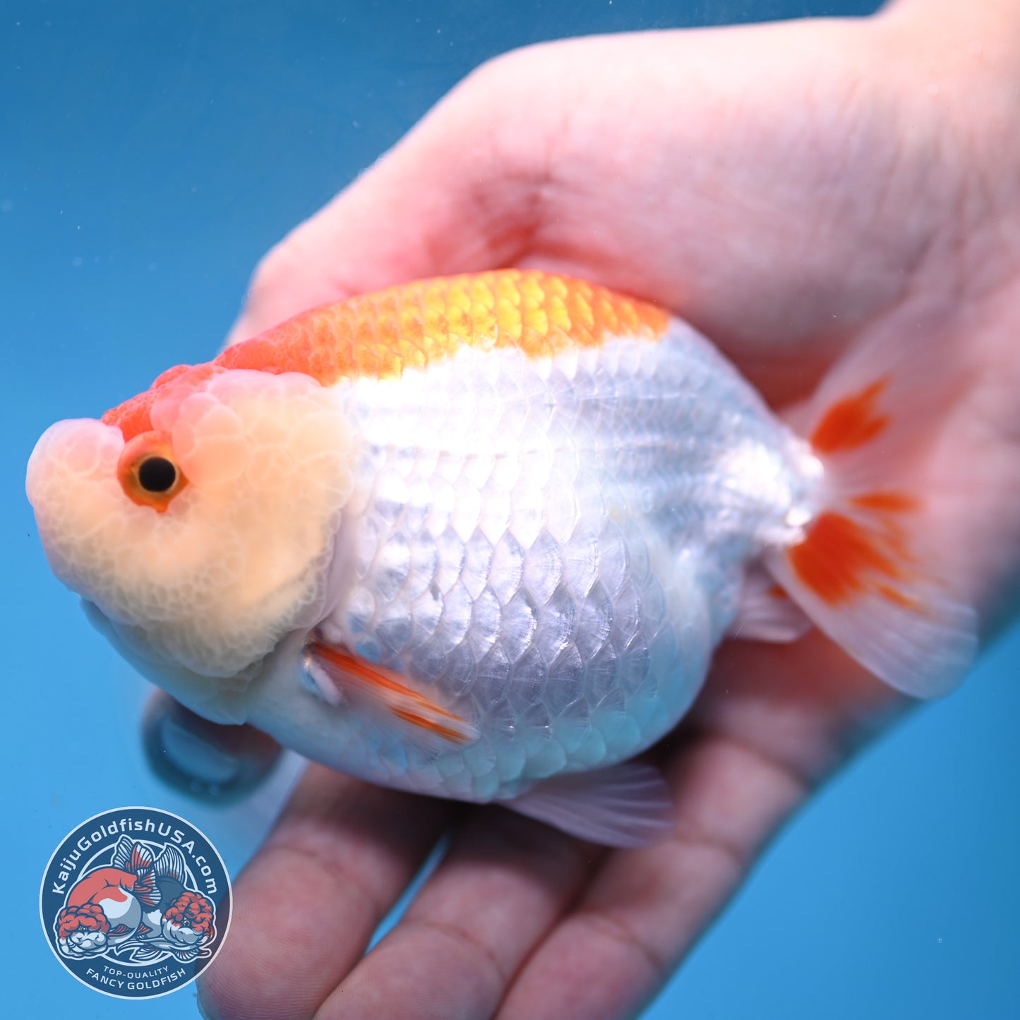 Red White Lionchu/Ranchu 3.8 inch Body (260220_RC02)