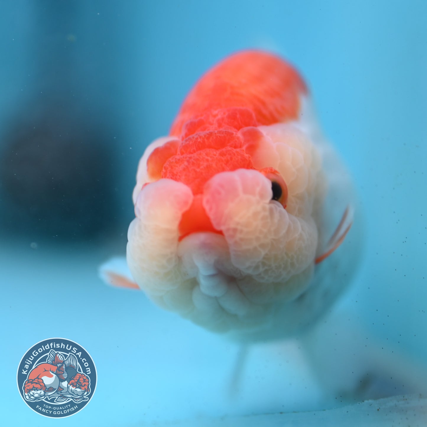 Red White Lionchu/Ranchu 3.8 inch Body (260220_RC02)