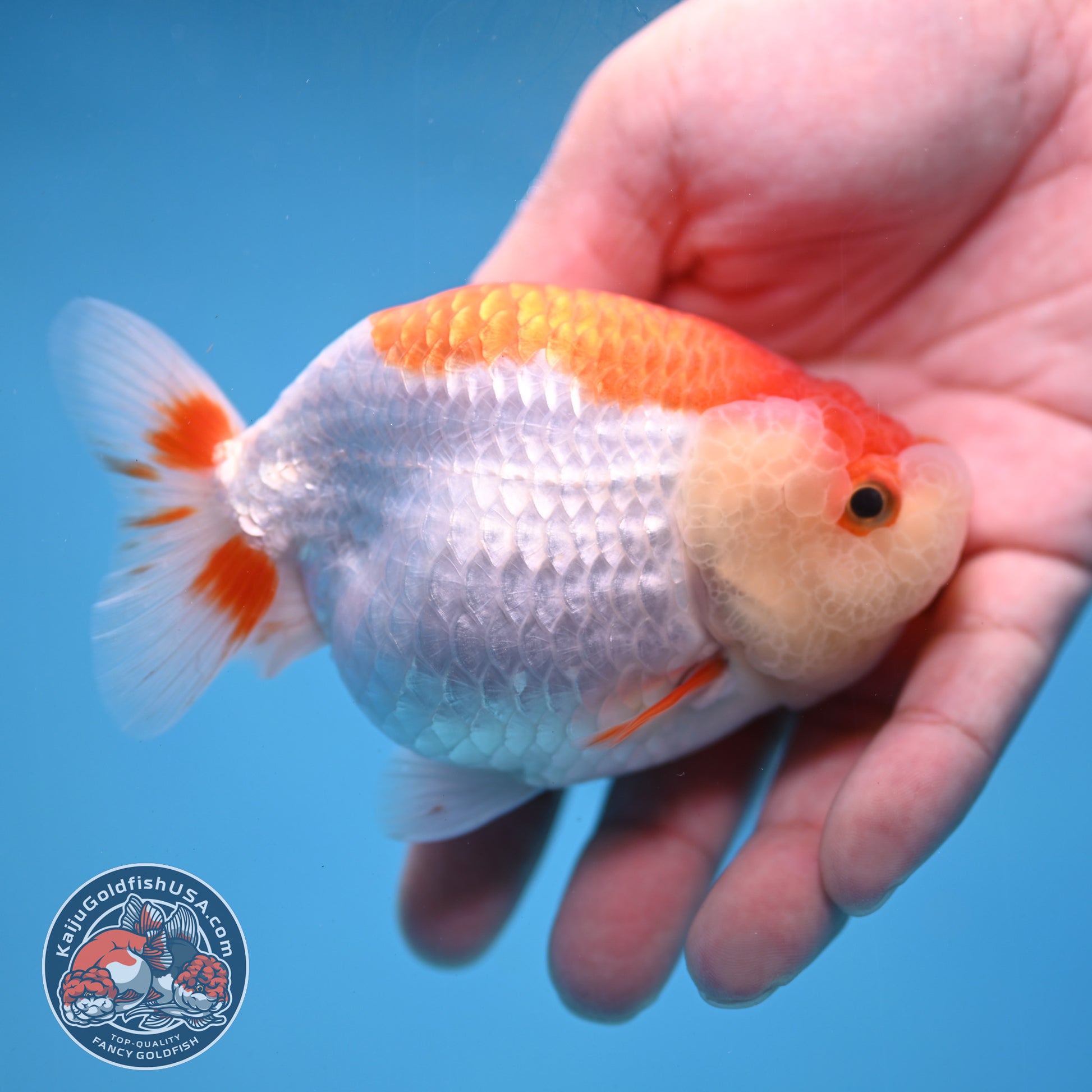 Red White Lionchu/Ranchu 3.8 inch Body (260220_RC02)