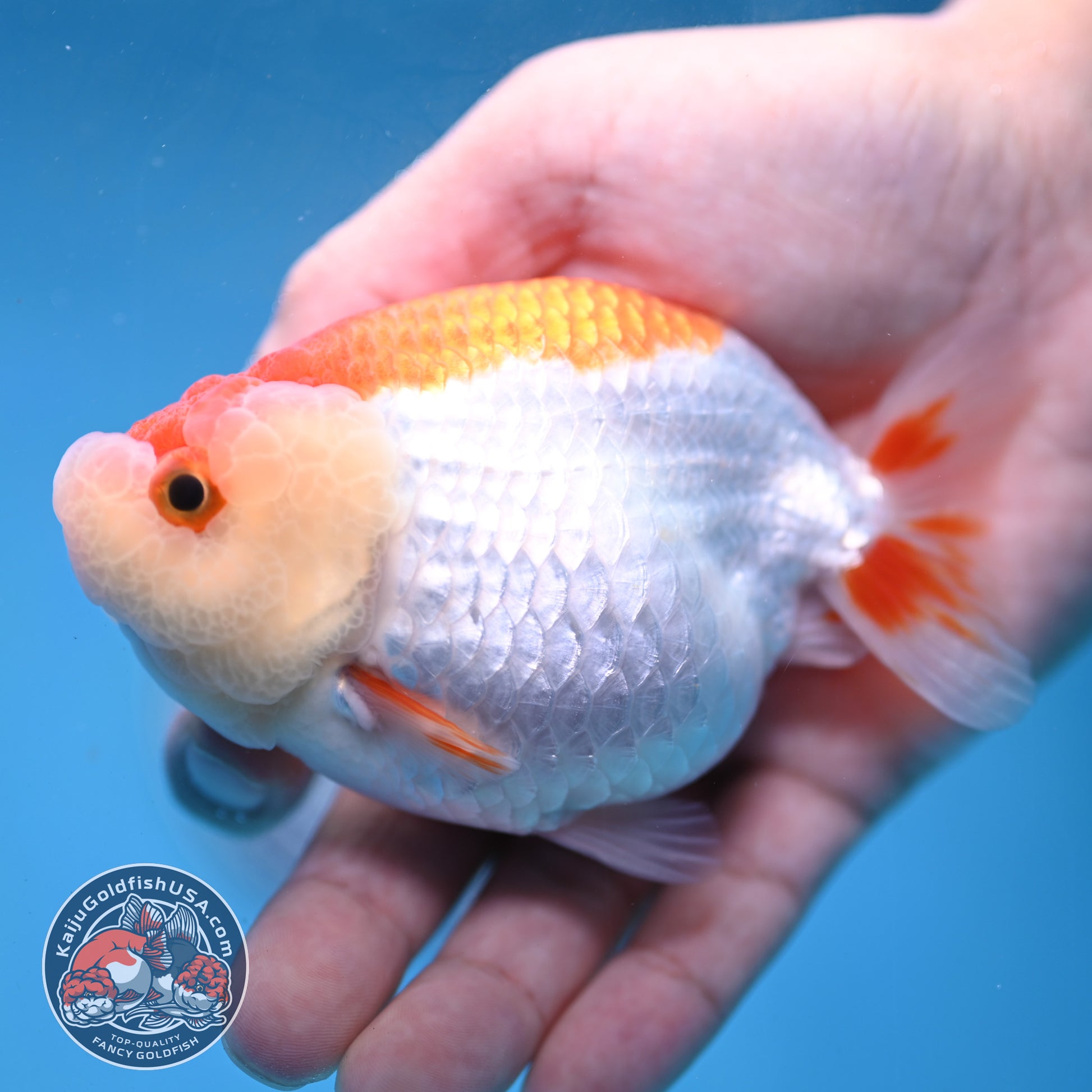 Red White Lionchu/Ranchu 3.8 inch Body (260220_RC02)