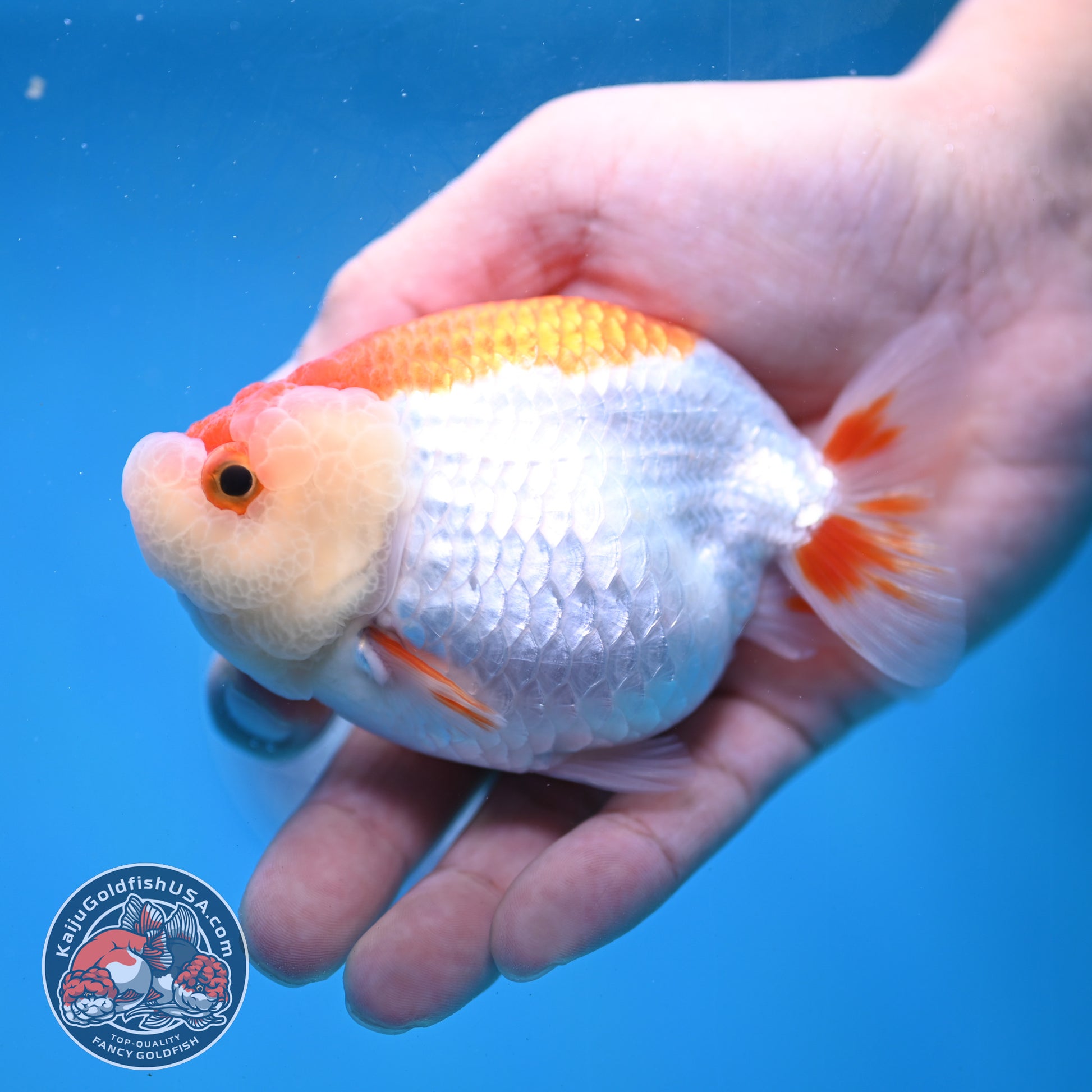 Red White Lionchu/Ranchu 3.8 inch Body (260220_RC02)