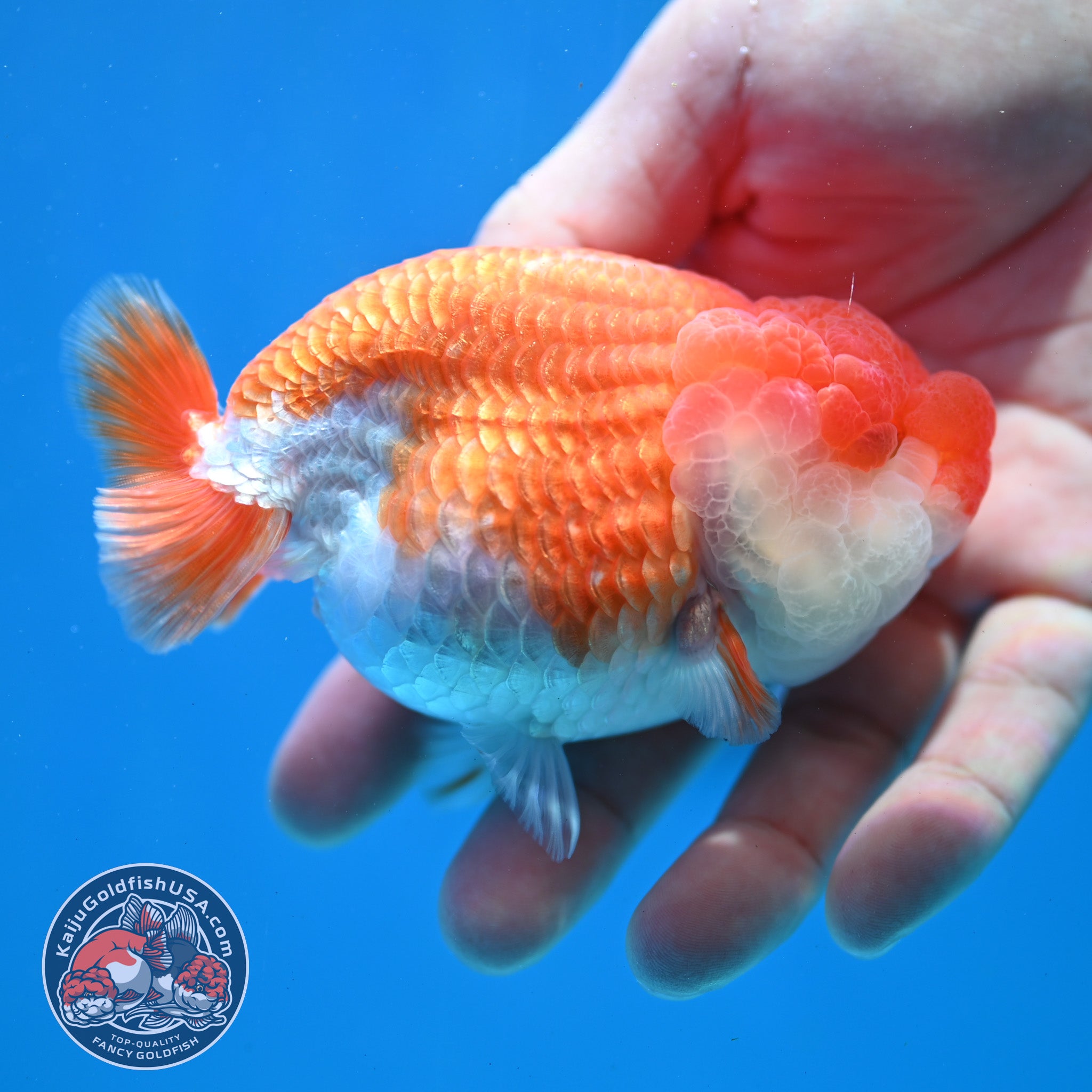 Red White Lionchu/Ranchu 3.8 inch Body (260320_RC04) – Kaiju Goldfish USA