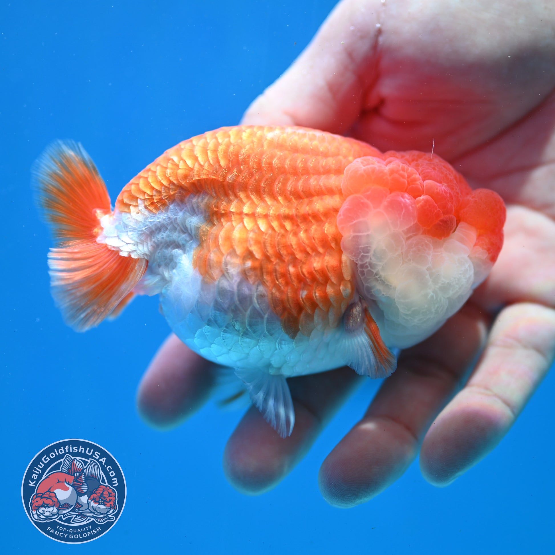 Red White Lionchu/Ranchu 3.8 inch Body (260320_RC04)
