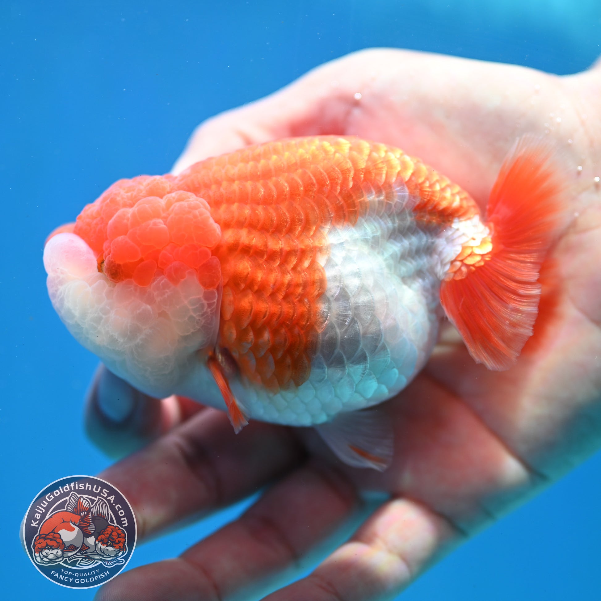 Red White Lionchu/Ranchu 3.8 inch Body (260320_RC04)