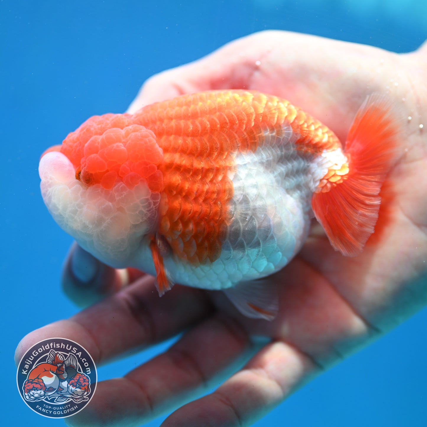 Red White Lionchu/Ranchu 3.8 inch Body (260320_RC04)