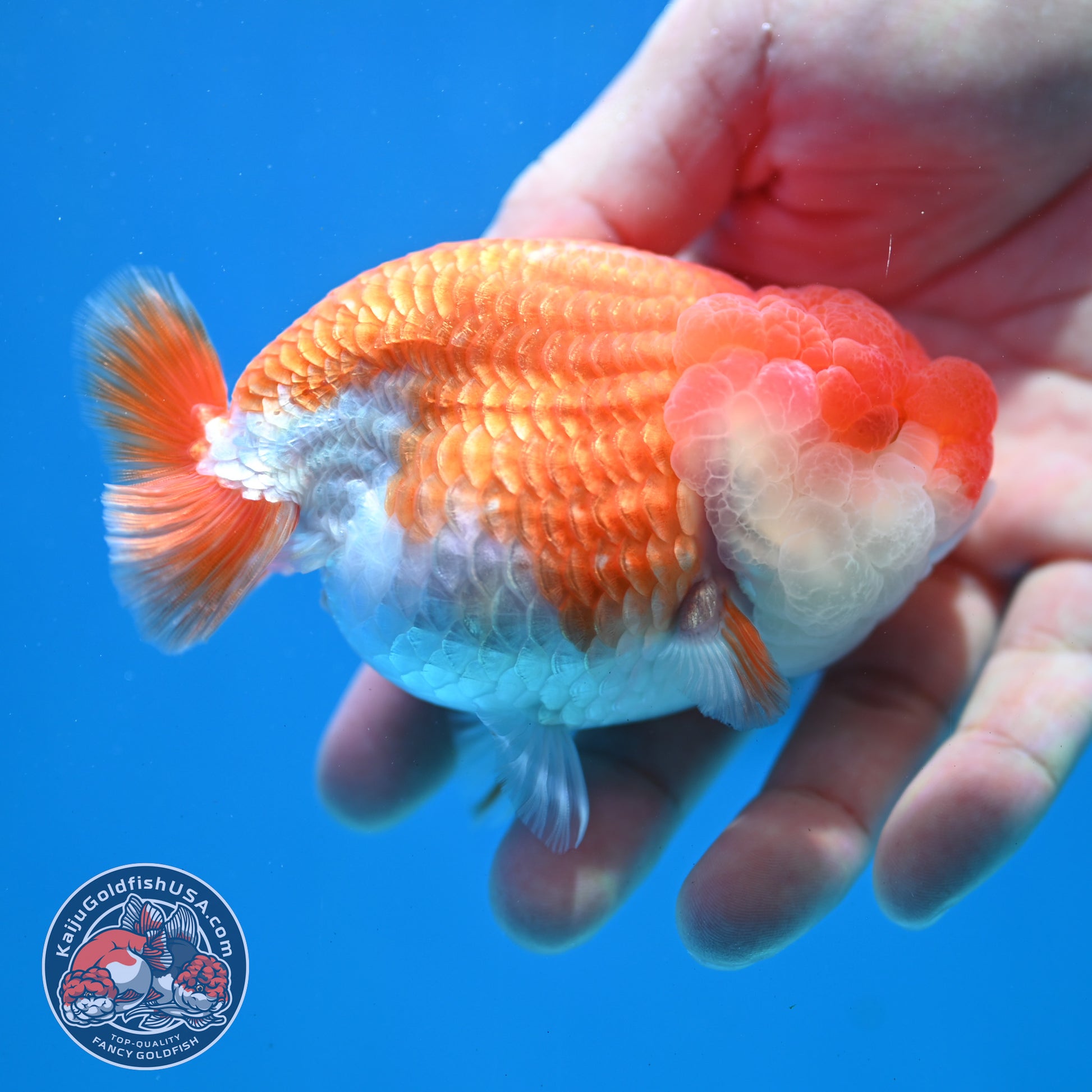 Red White Lionchu/Ranchu 3.8 inch Body (260320_RC04)