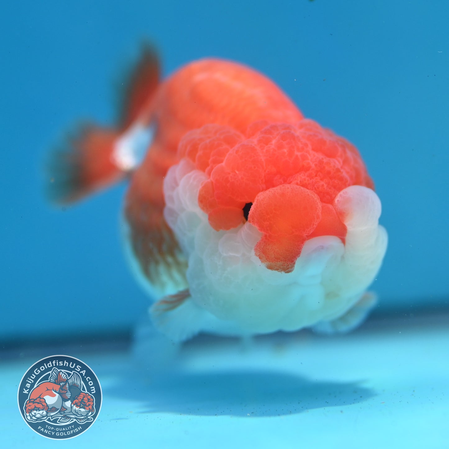 Red White Lionchu/Ranchu 3.8 inch Body (260320_RC04)